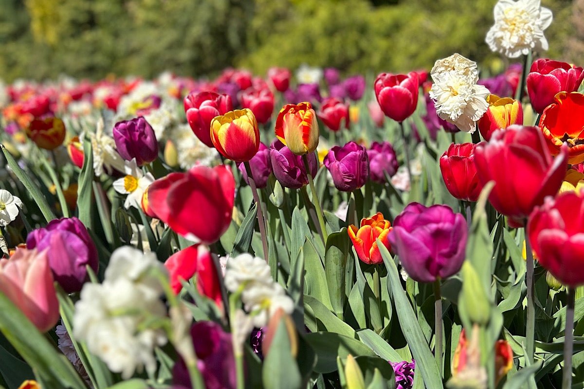 Spring Planting Inspiration Fresh from Amsterdam
