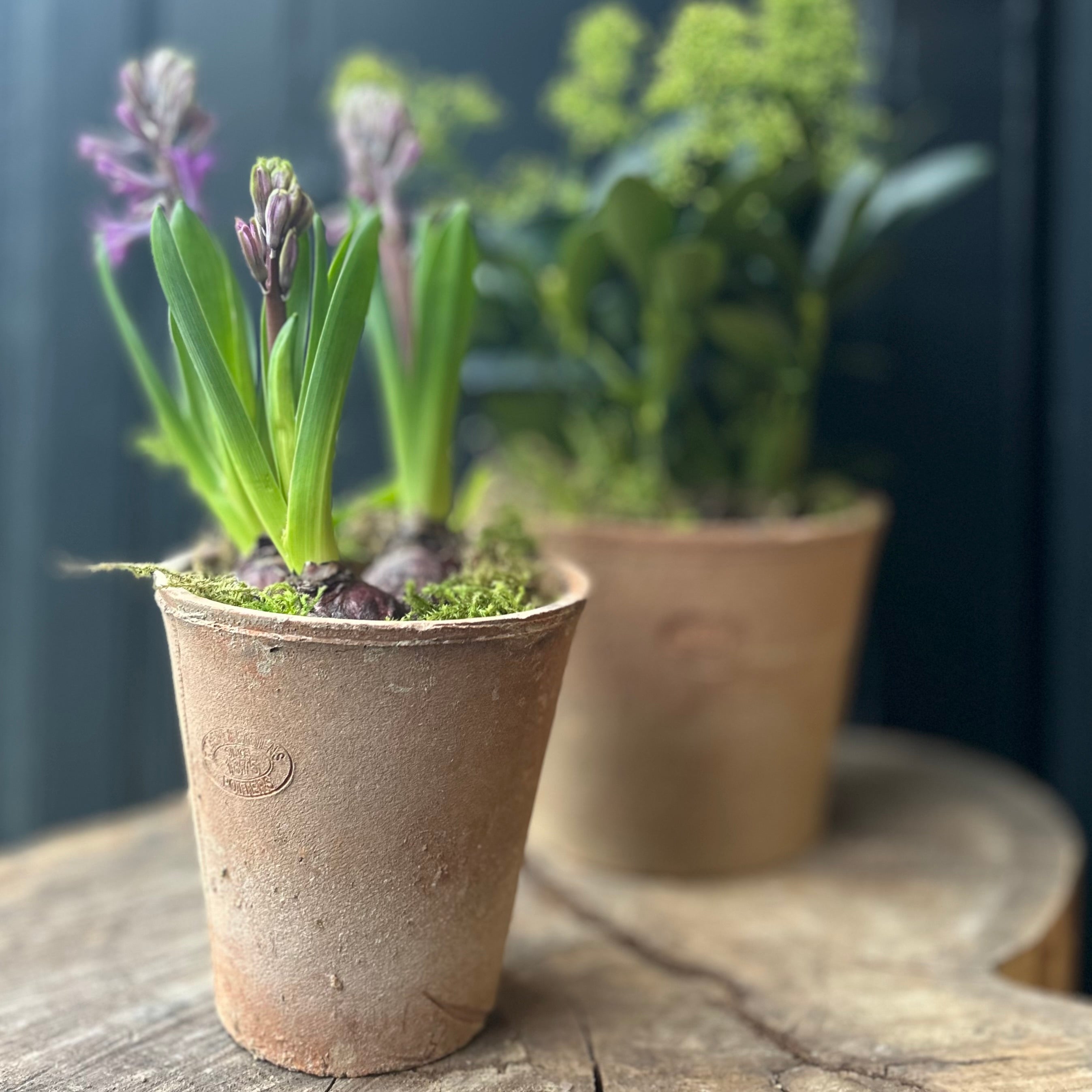 Small Terracotta Plant Pot
