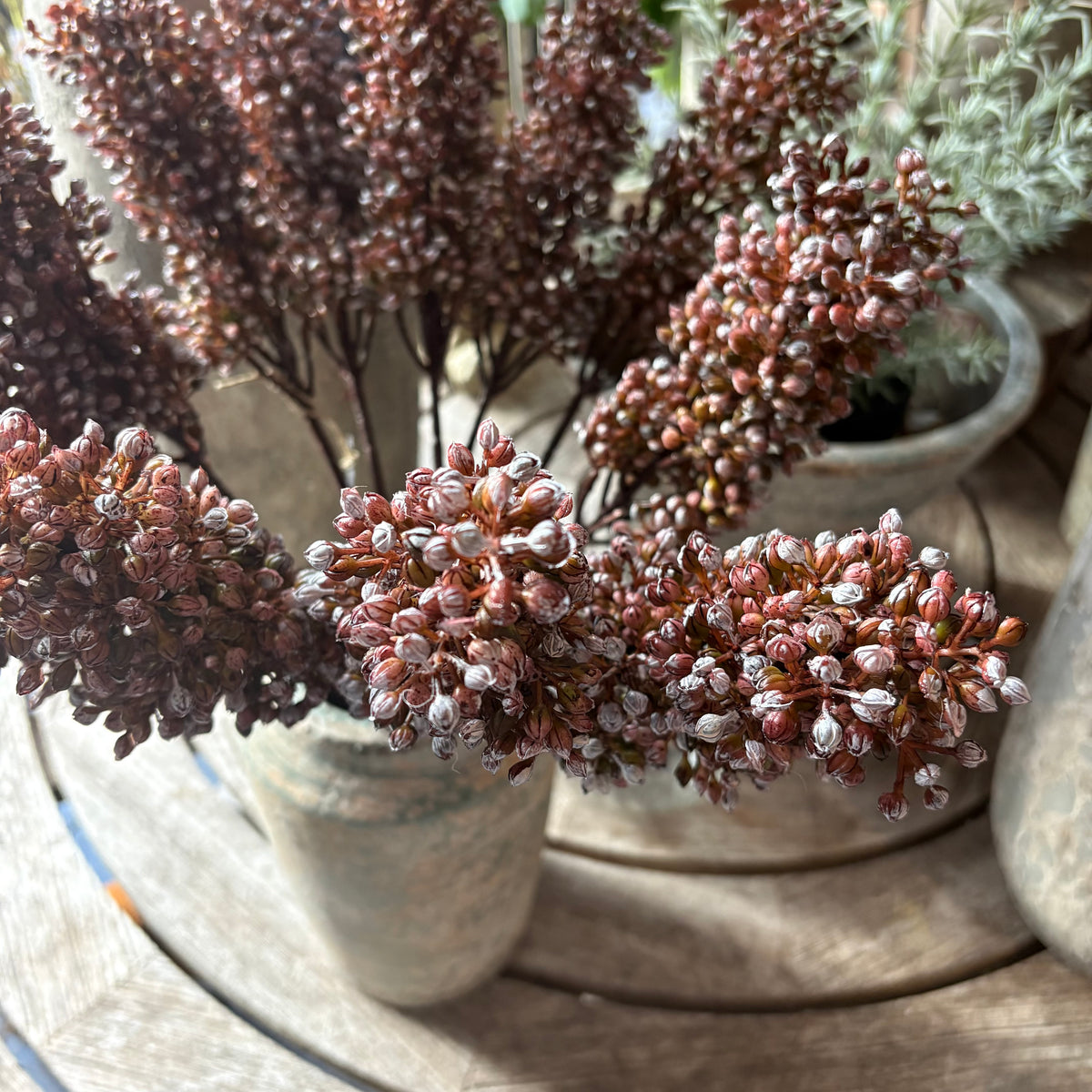 ARTIFICIAL SORGHUM SUNRISE