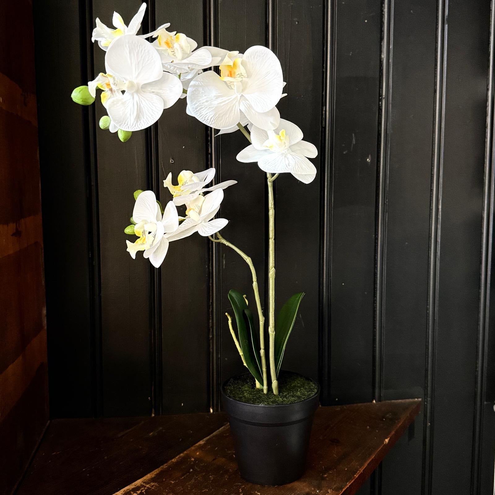 Artificial Orchid in Pot