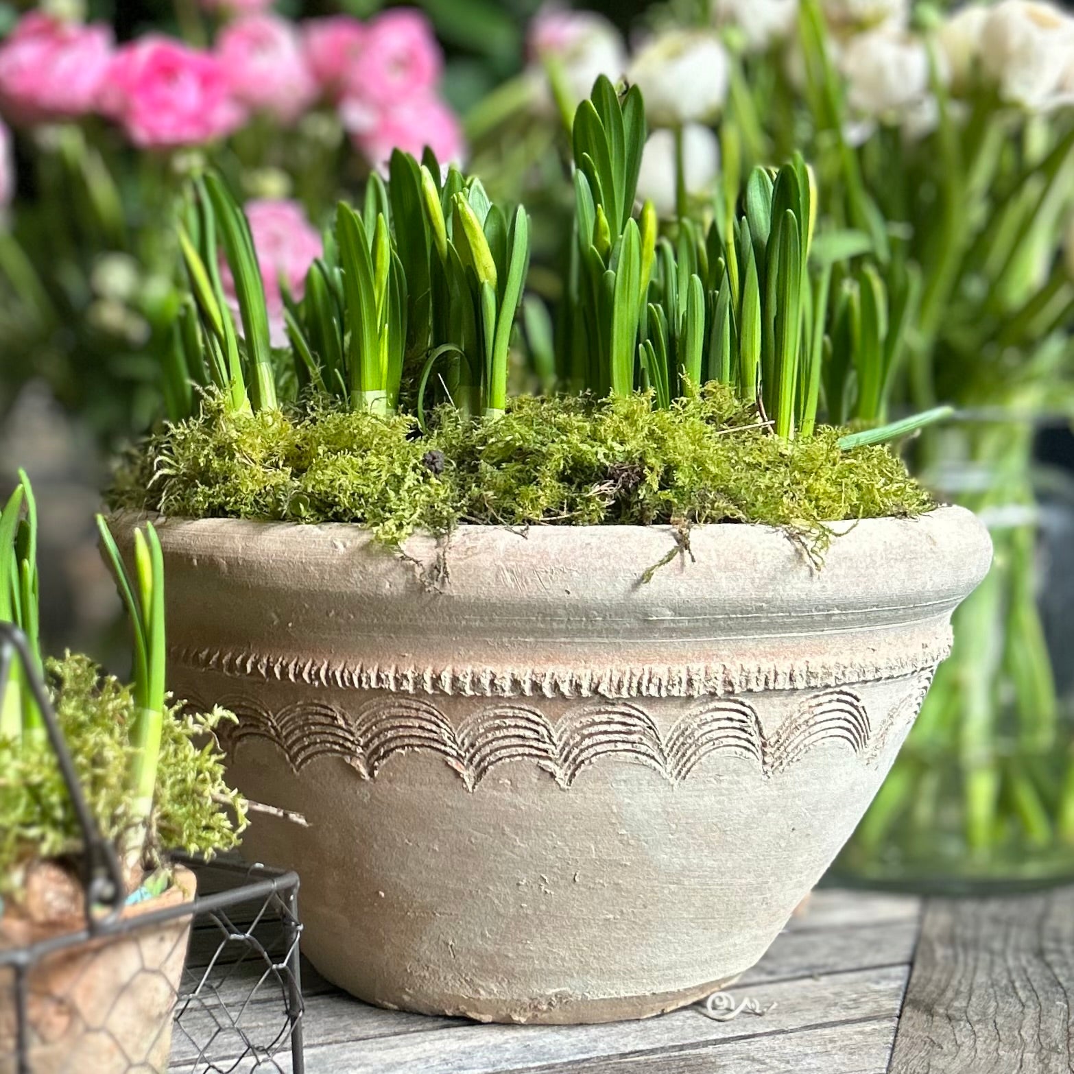 Clovelly Terracotta Planter