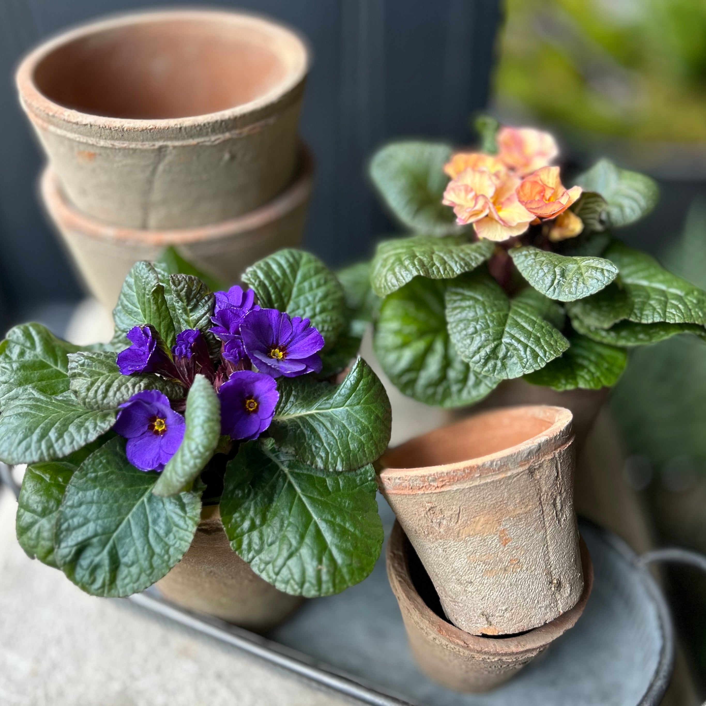 Small Terracotta Plant Pot