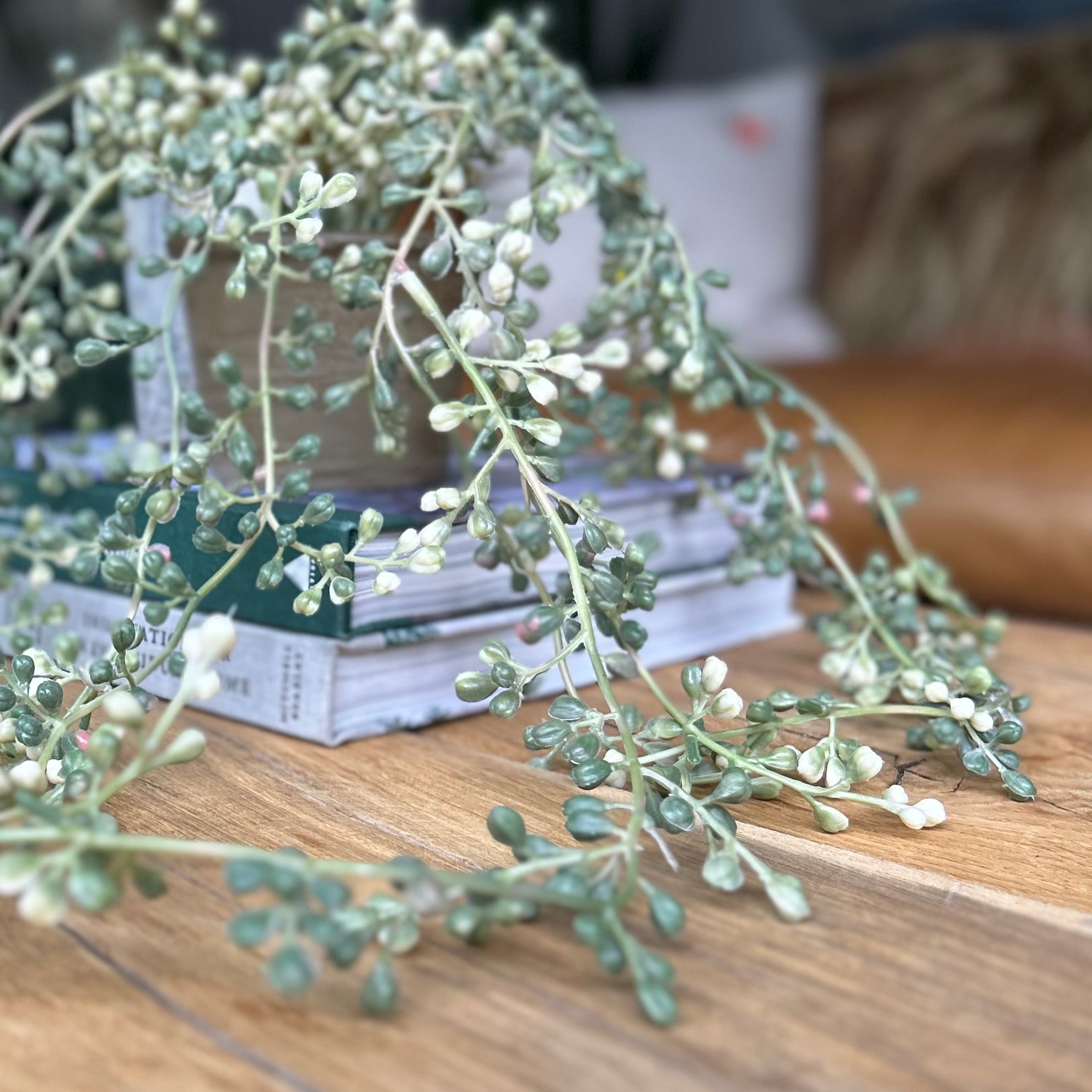 Variegated Faux String Of Pearls Plant