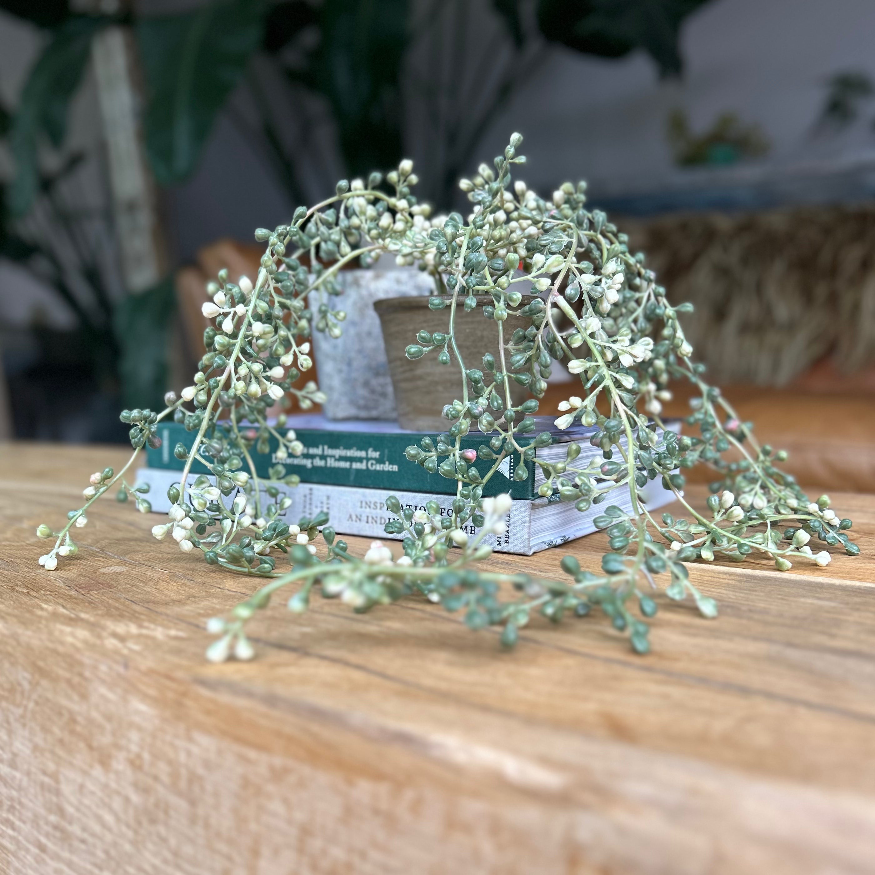 Variegated Faux String Of Pearls Plant