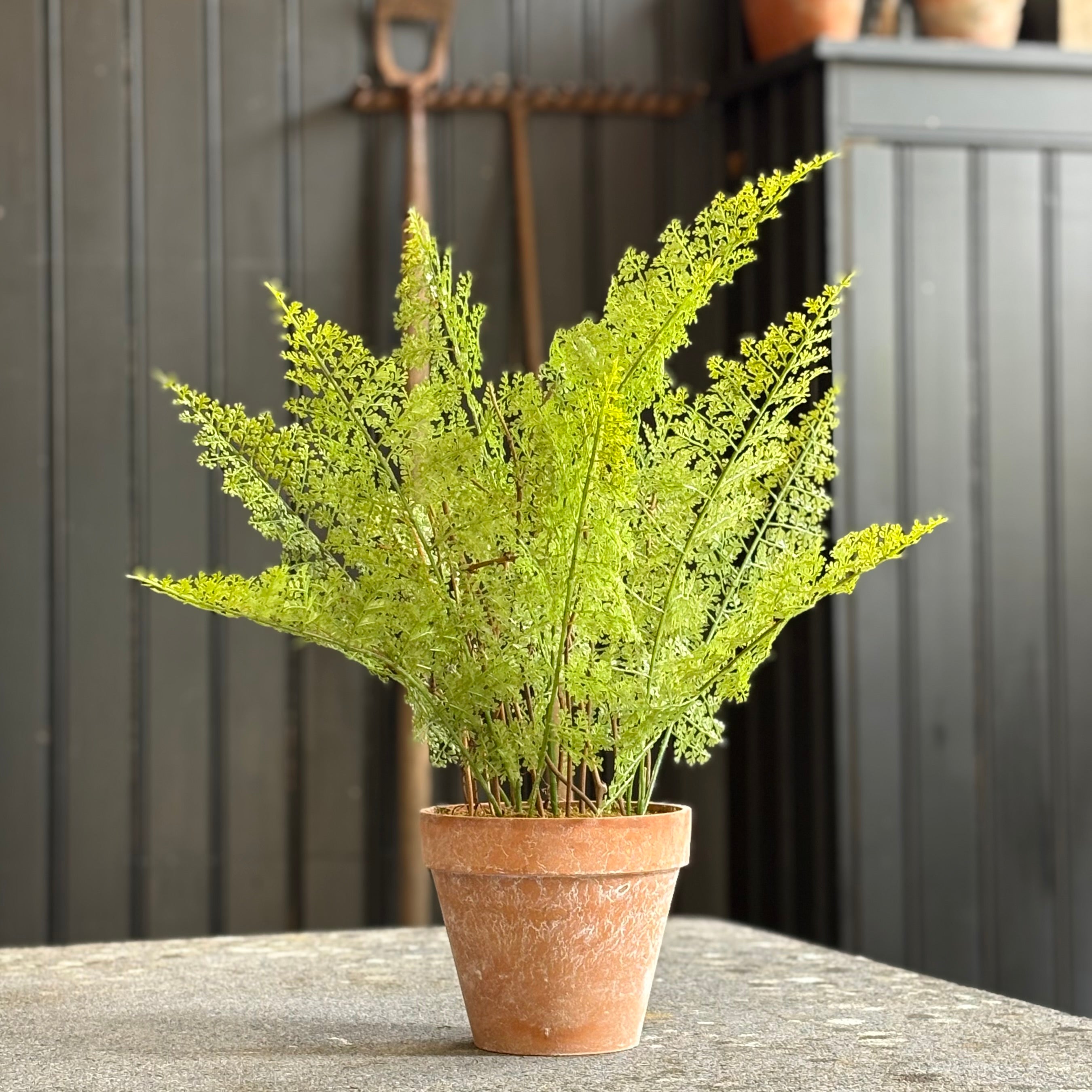 Lace Fern in Terracotta Pot