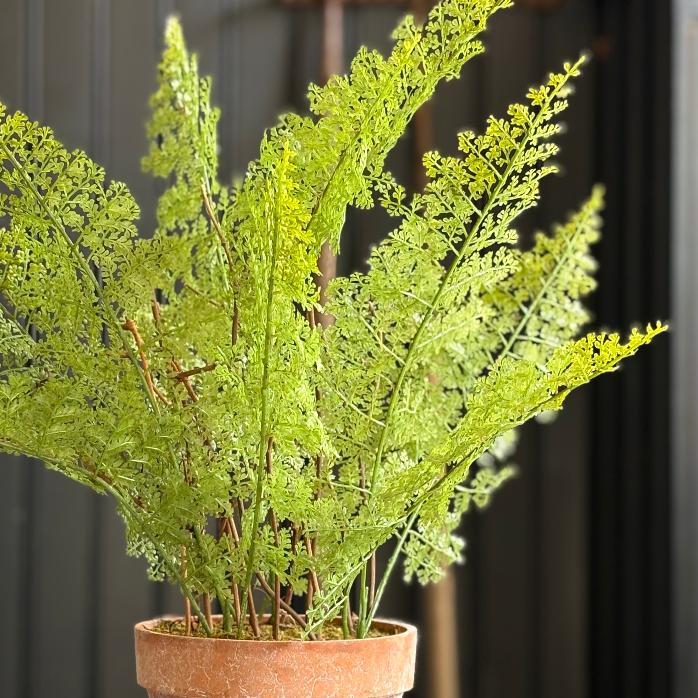 Lace Fern in Terracotta Pot