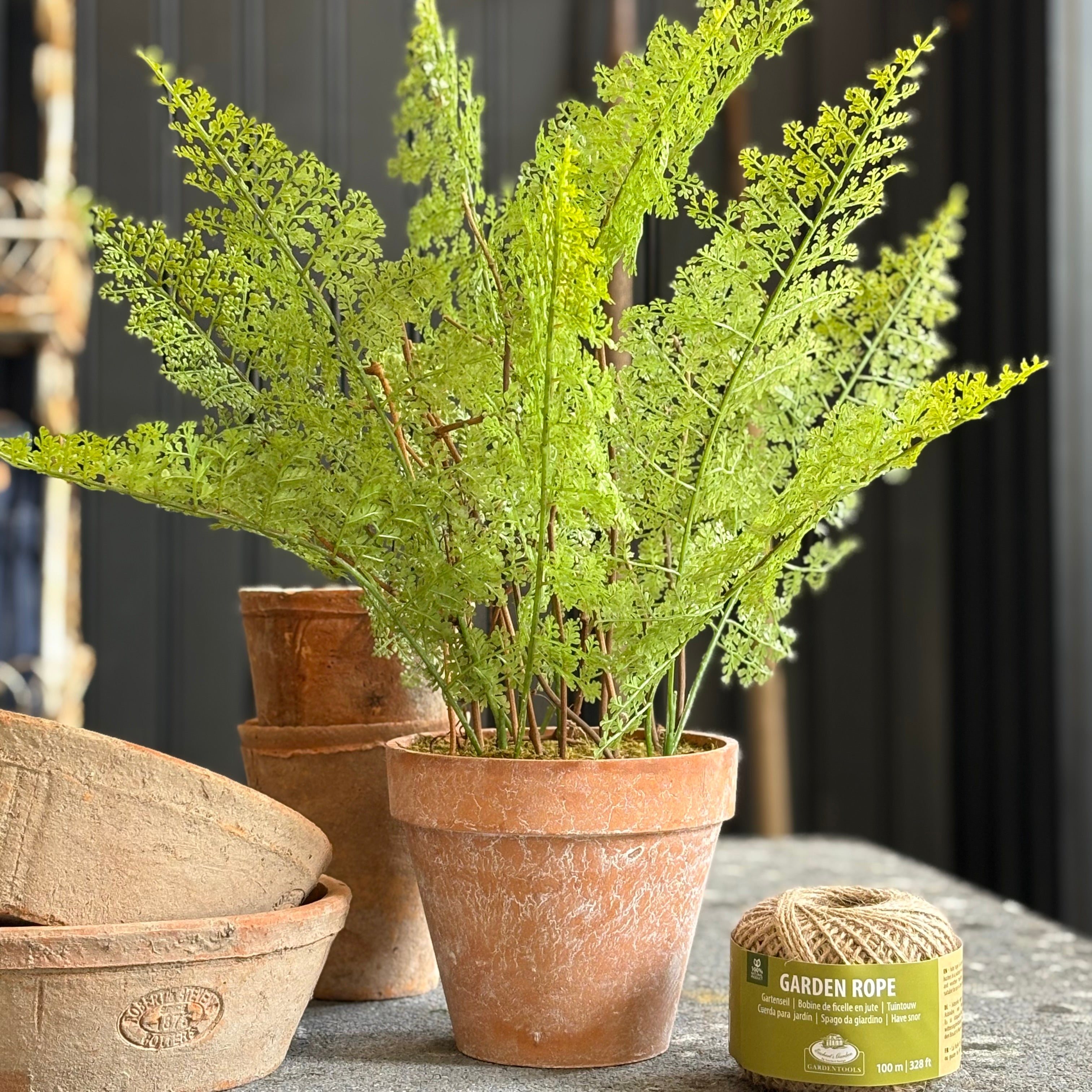 Lace Fern in Terracotta Pot