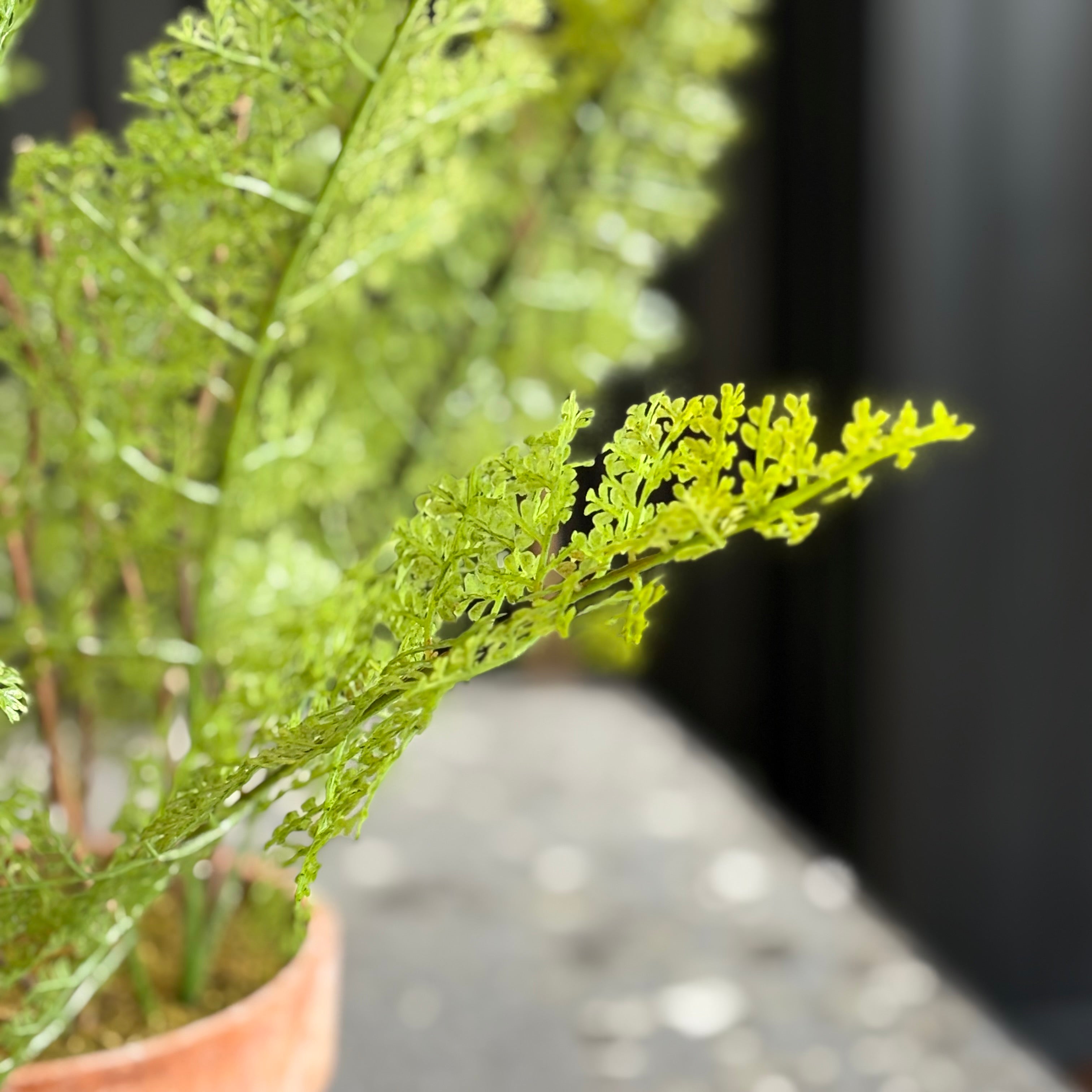 Lace Fern in Terracotta Pot