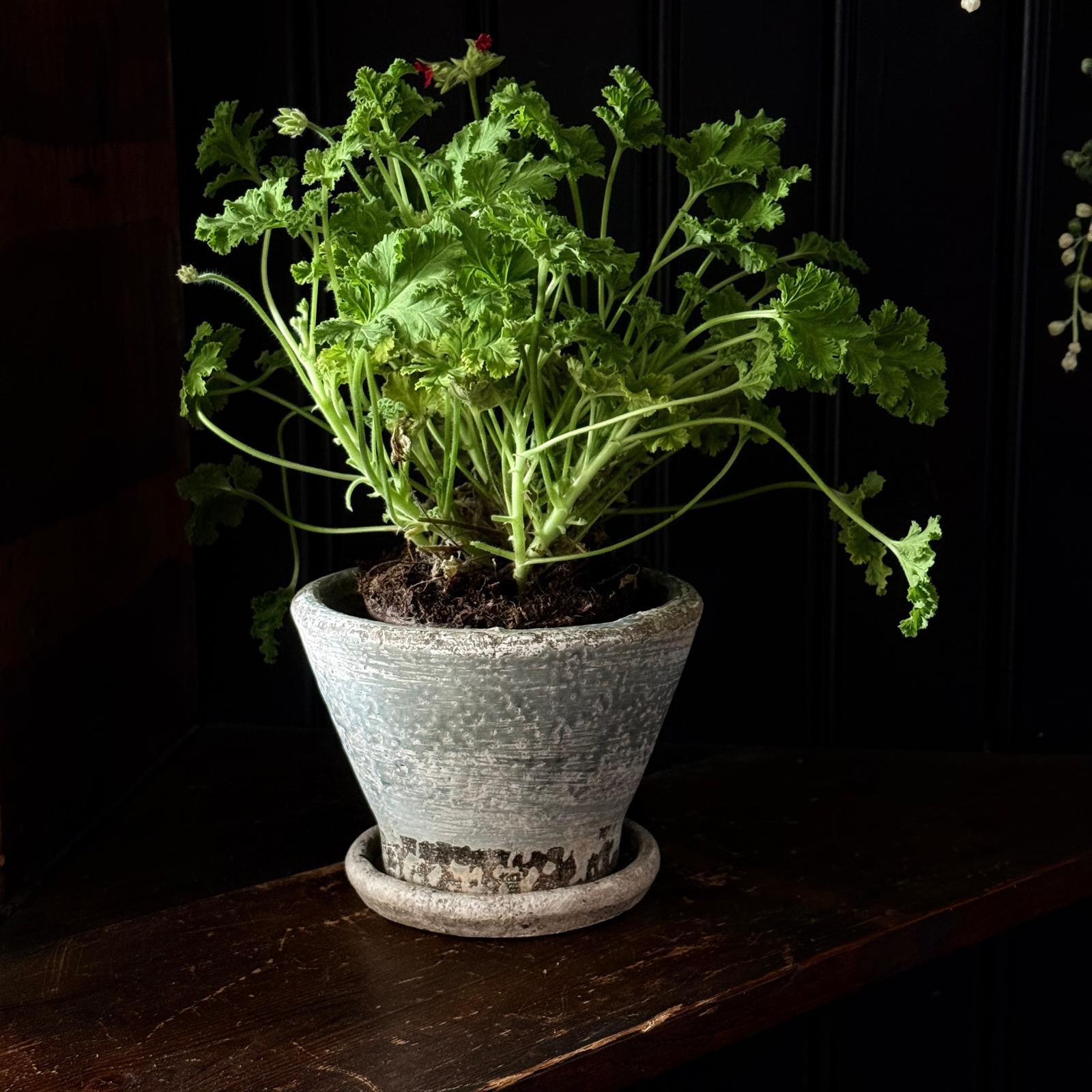 Elie Planter