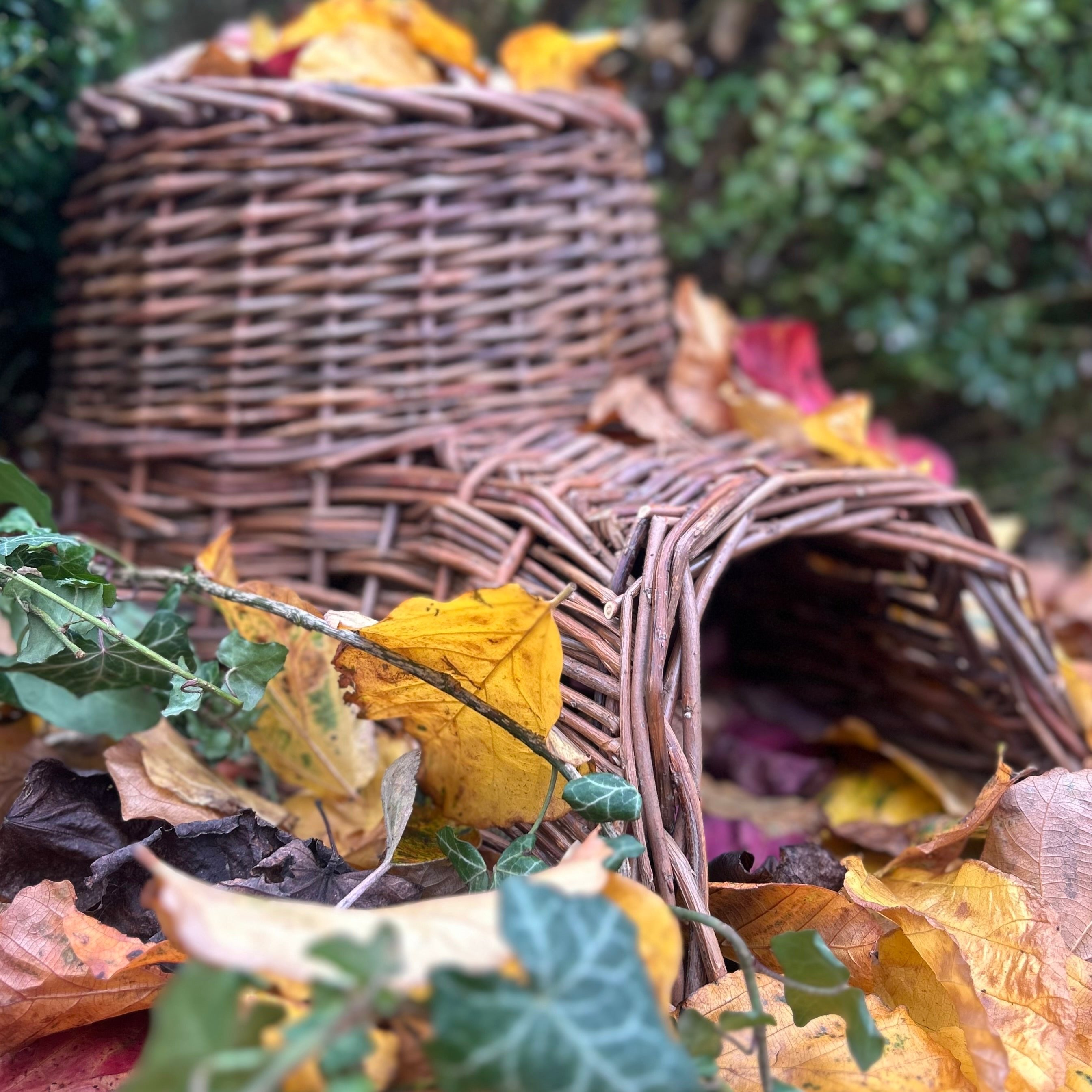Willow Hedgehog House