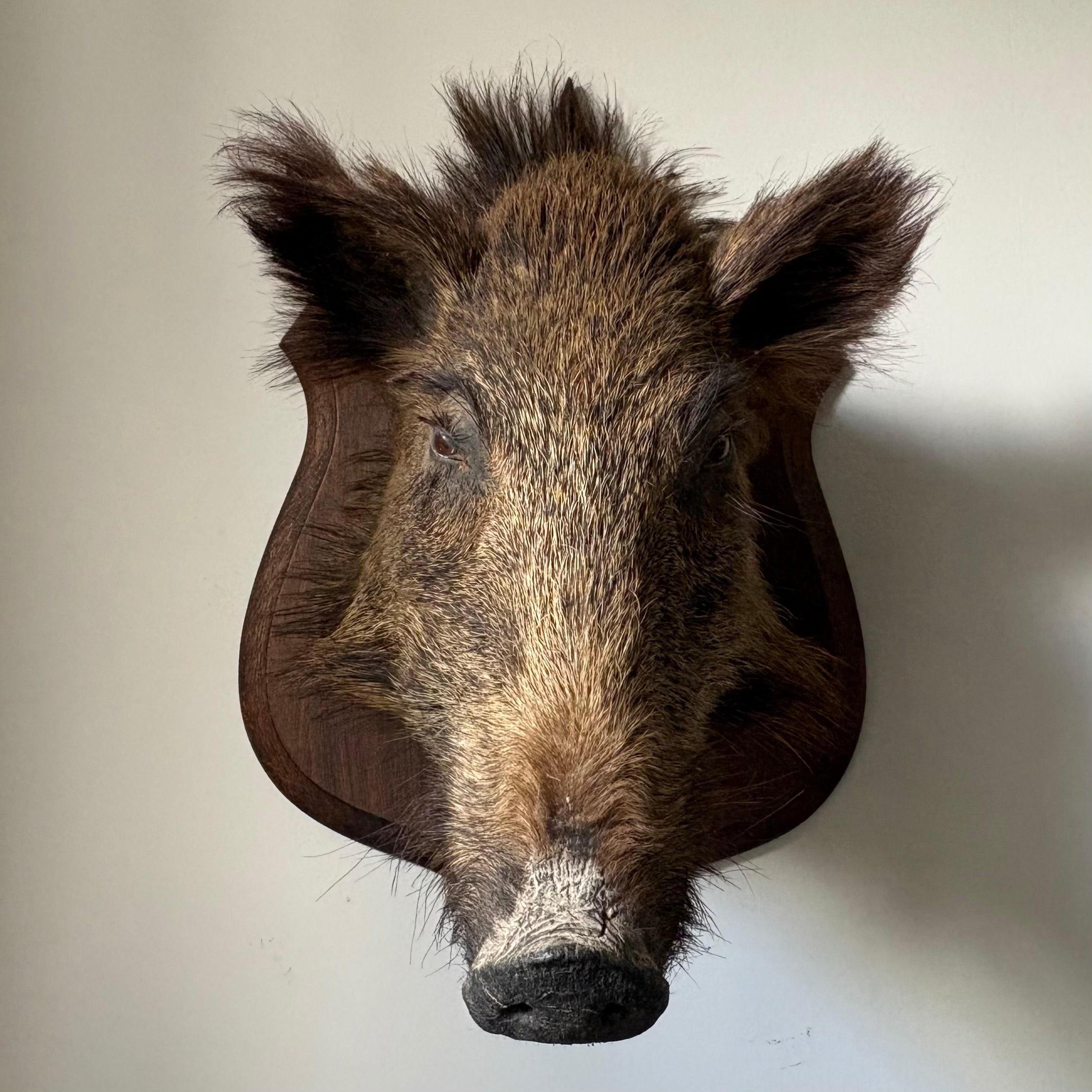 Taxidermy Boar Head