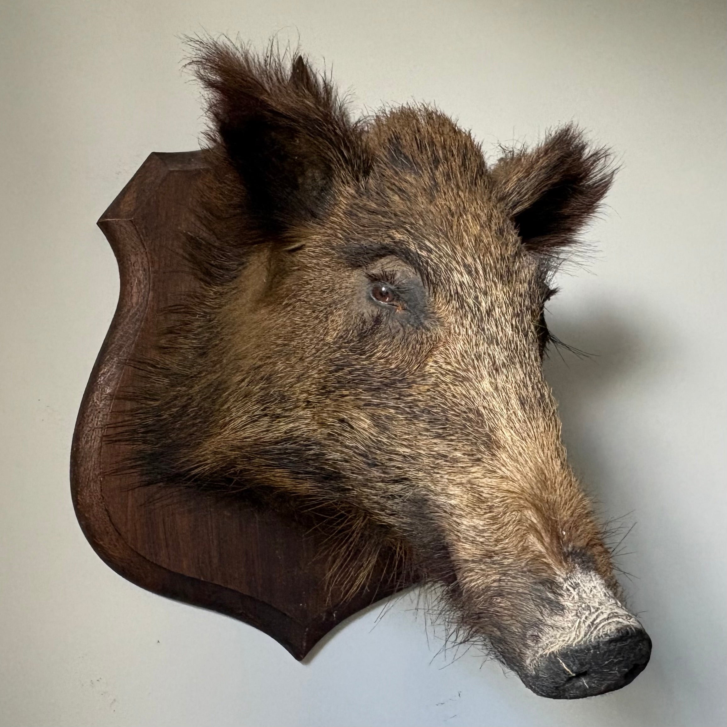 Taxidermy Boar Head