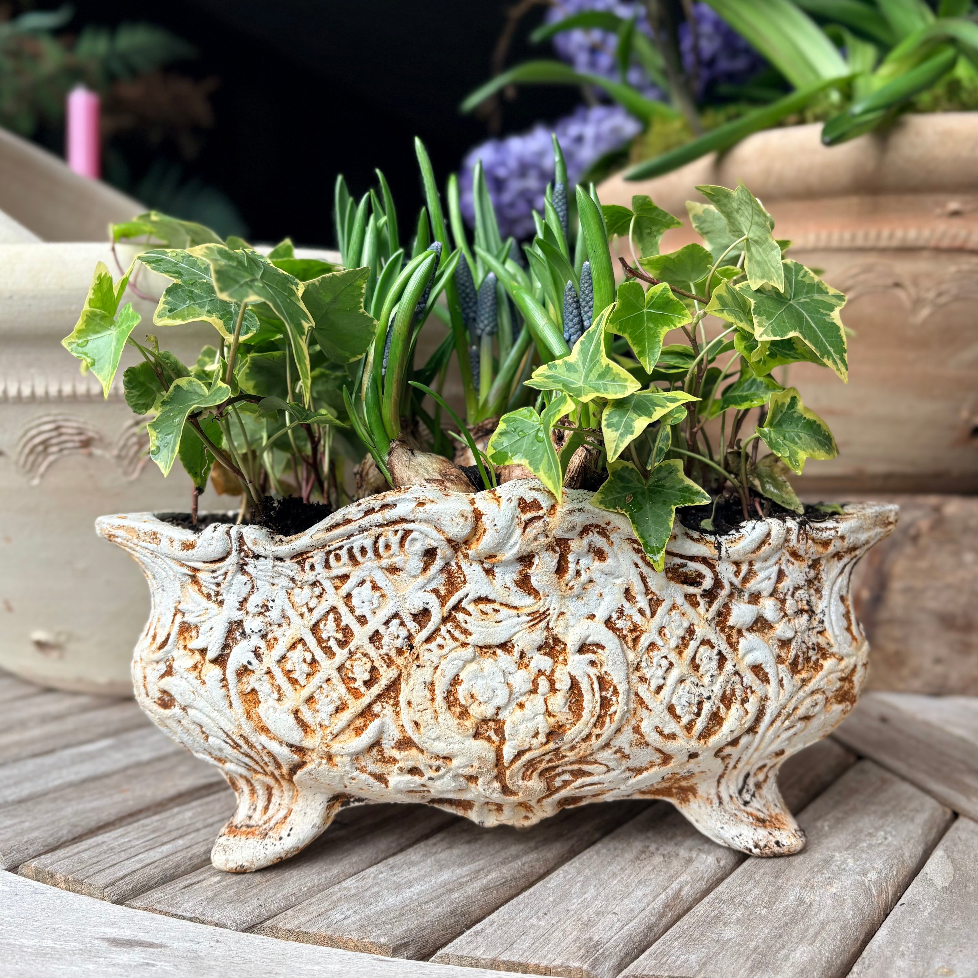 Cast Iron Jardinière