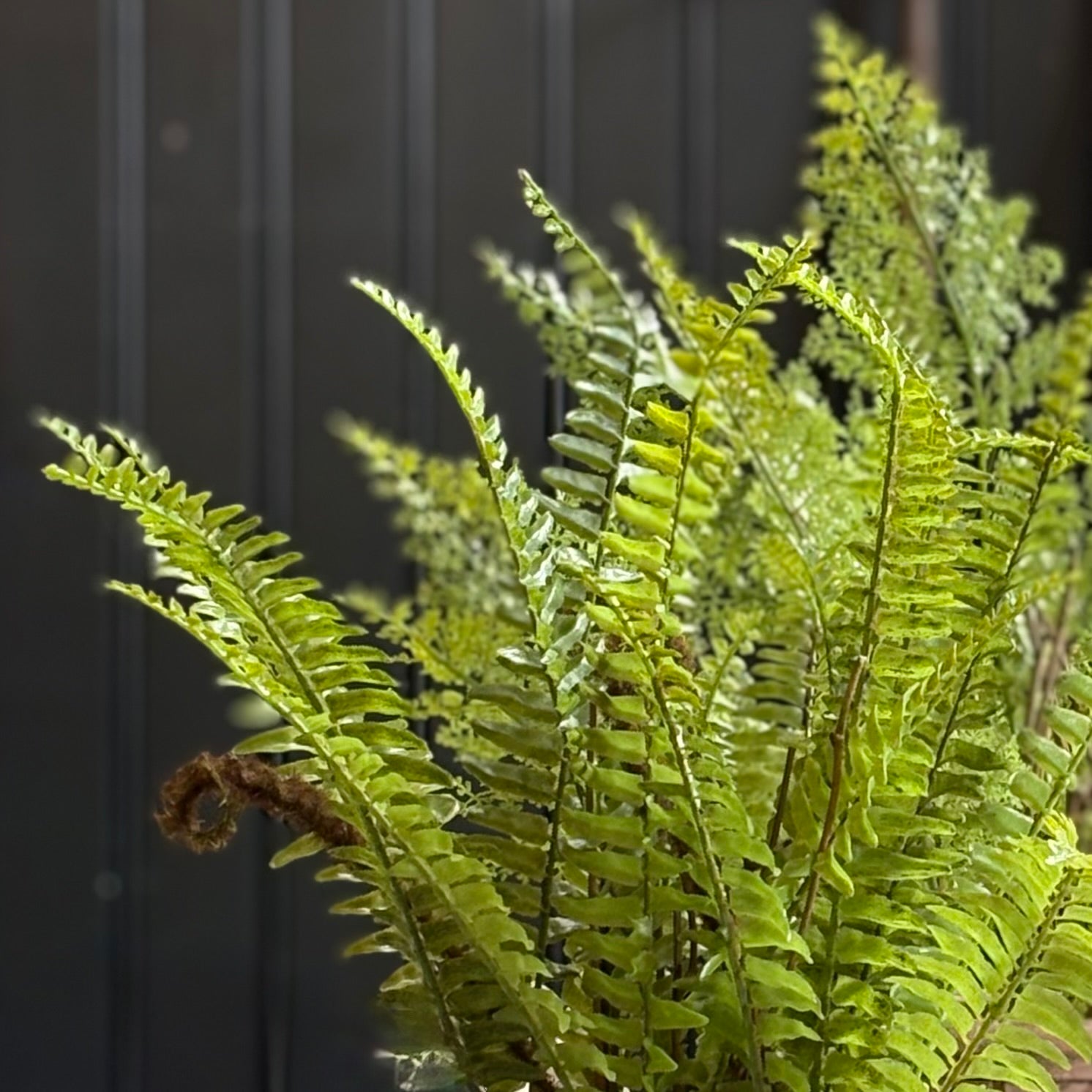 Boston Fern in Terracotta Pot