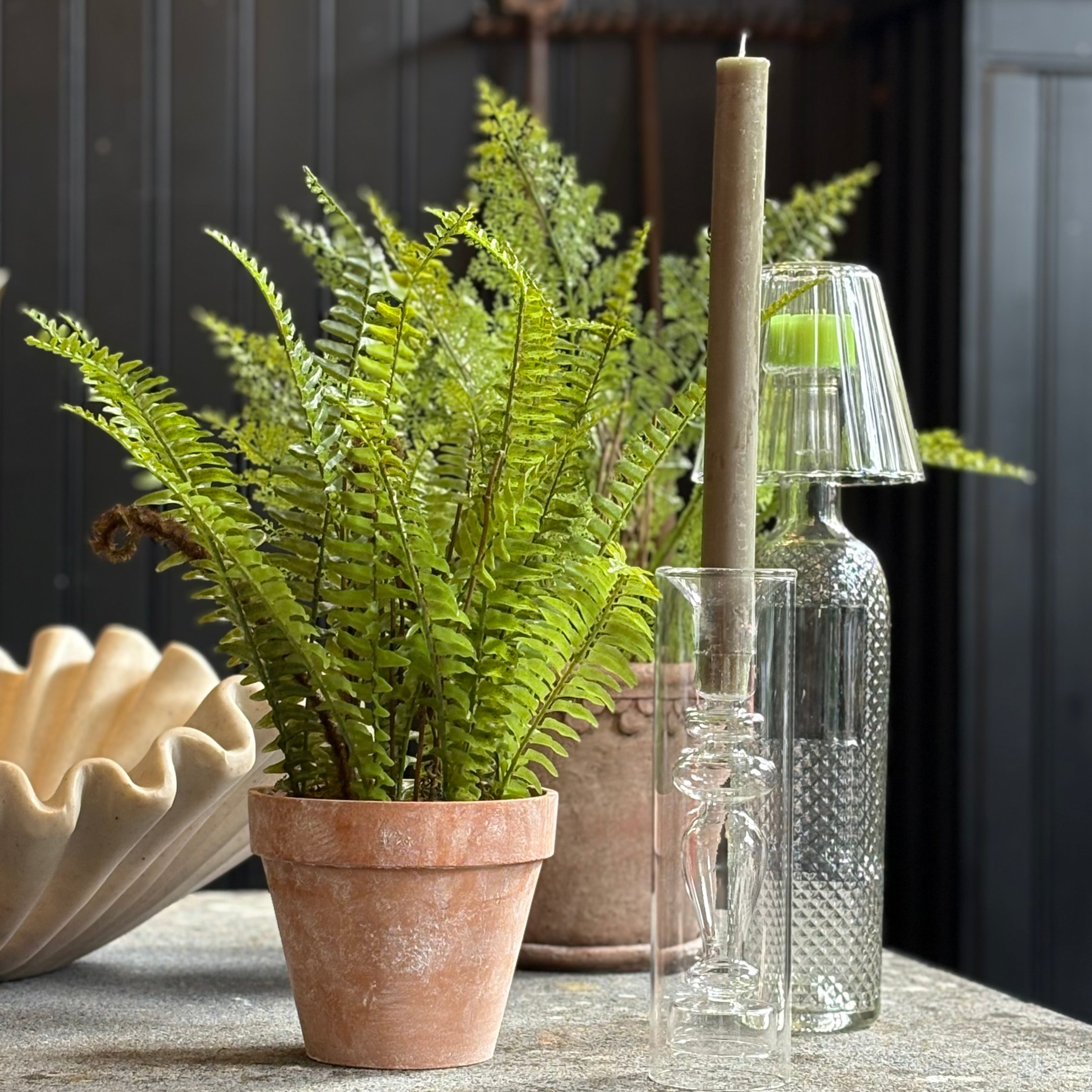 Boston Fern in Terracotta Pot