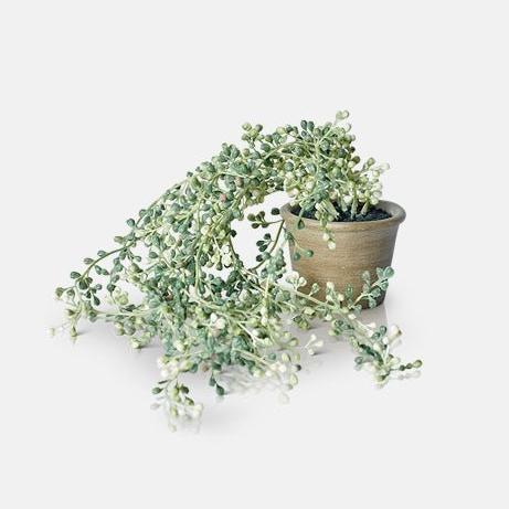 Faux String Of Pearls Plant