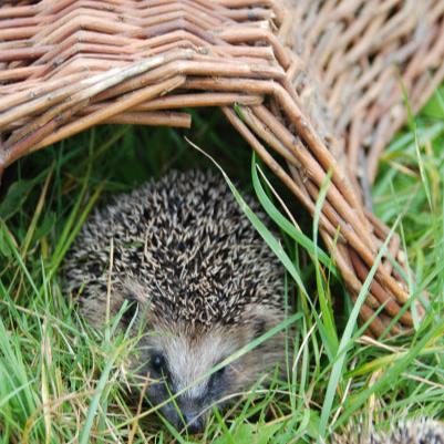 Willow Hedgehog House
