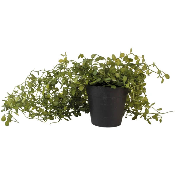 String of Nickels Plant in Pot