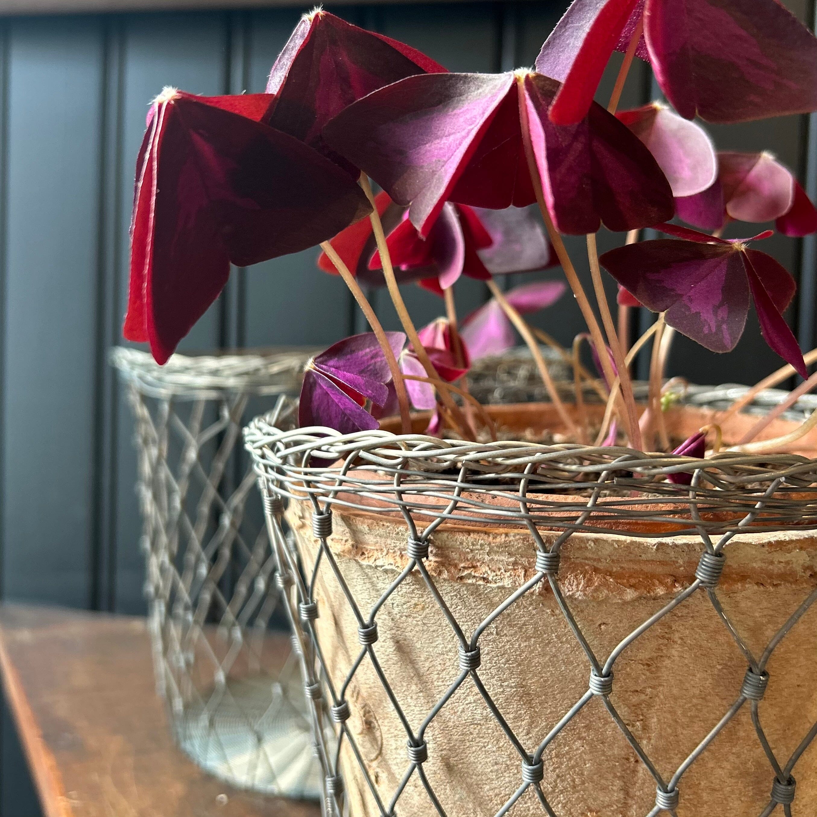 Galvanized Wire Basket Planter Basket planter Chic Antique