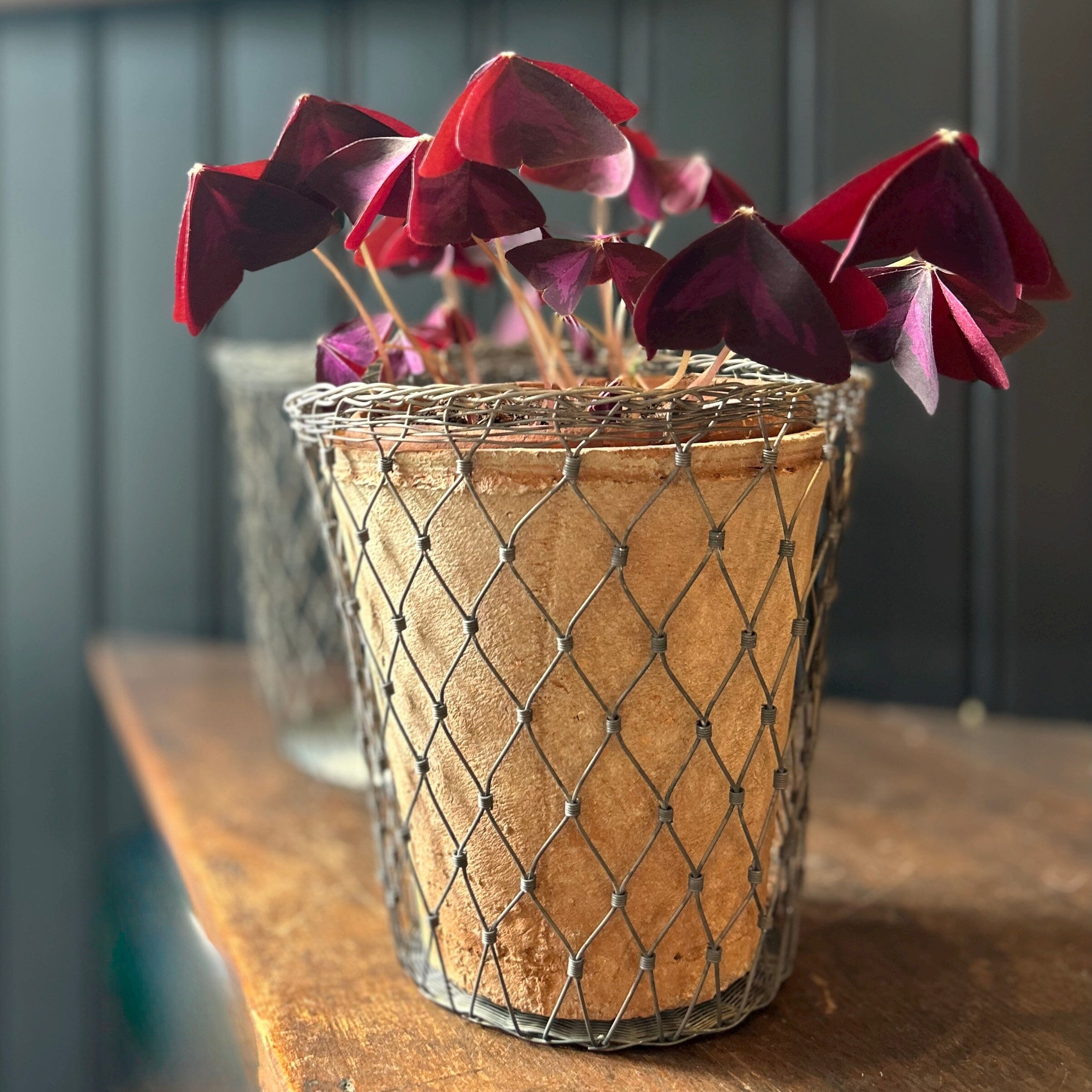 Galvanized Wire Basket Planter Basket planter Chic Antique