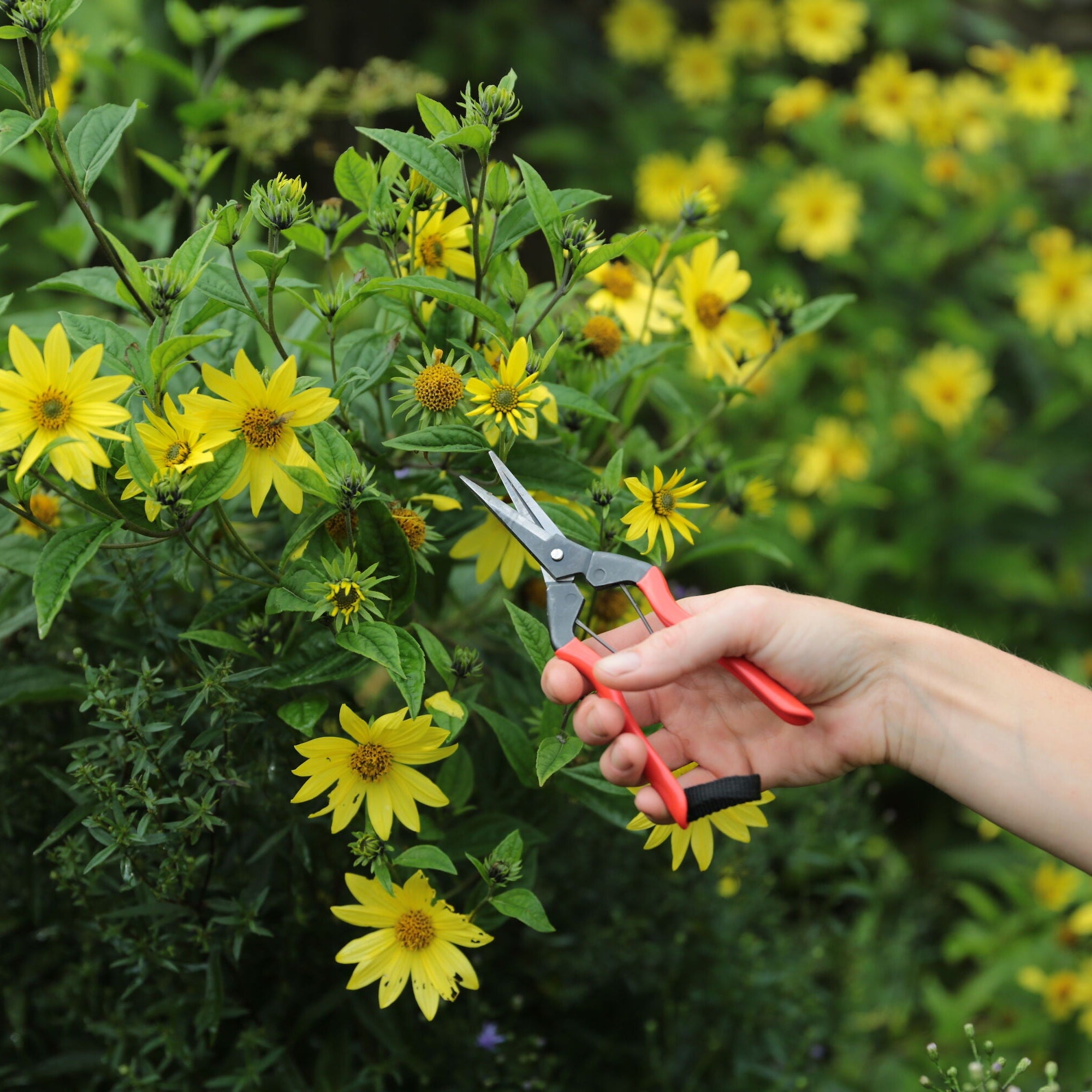 Niwaki Garden Snips