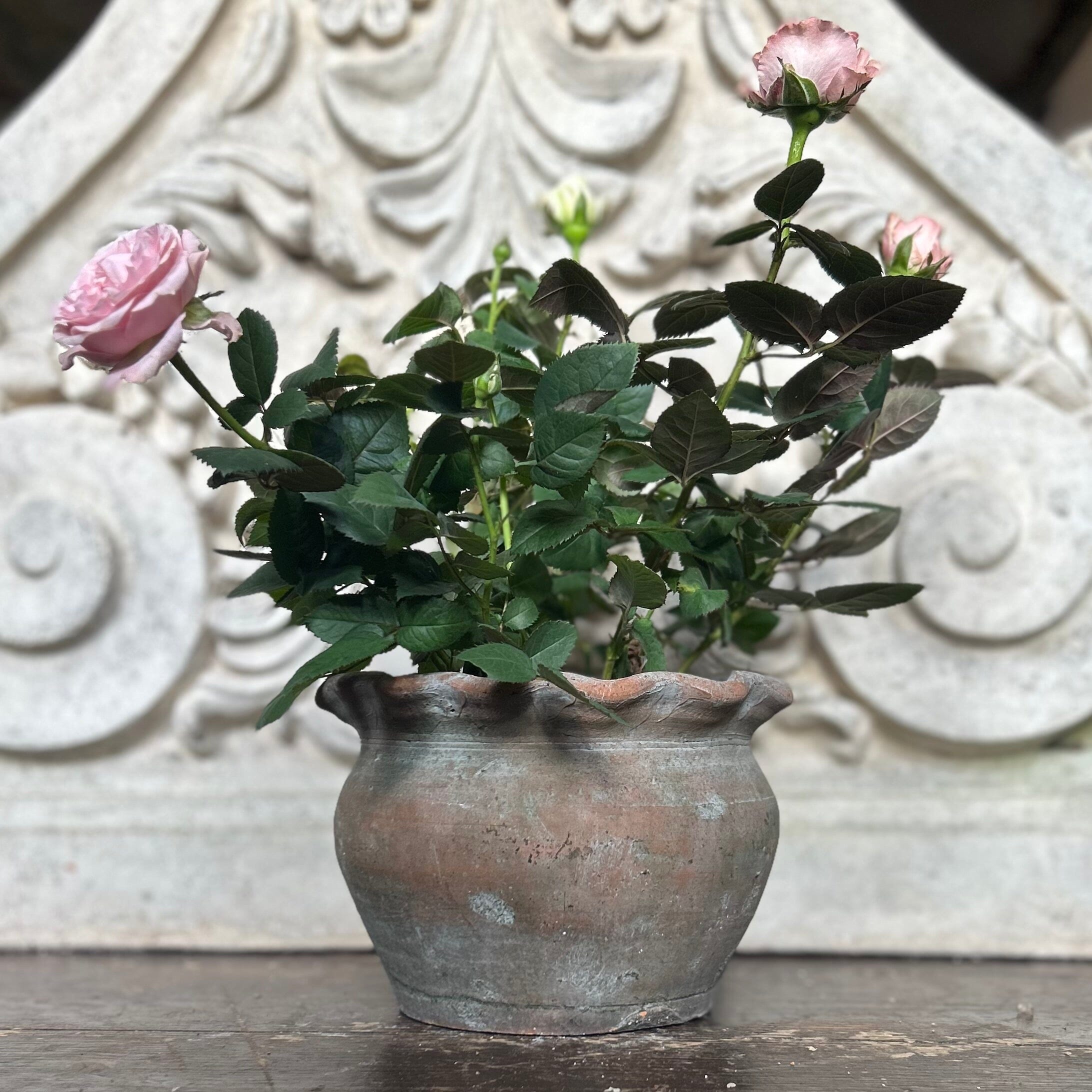 Pie Crust Plant Pot Hand Crafted Pot Terrace & Garden Large