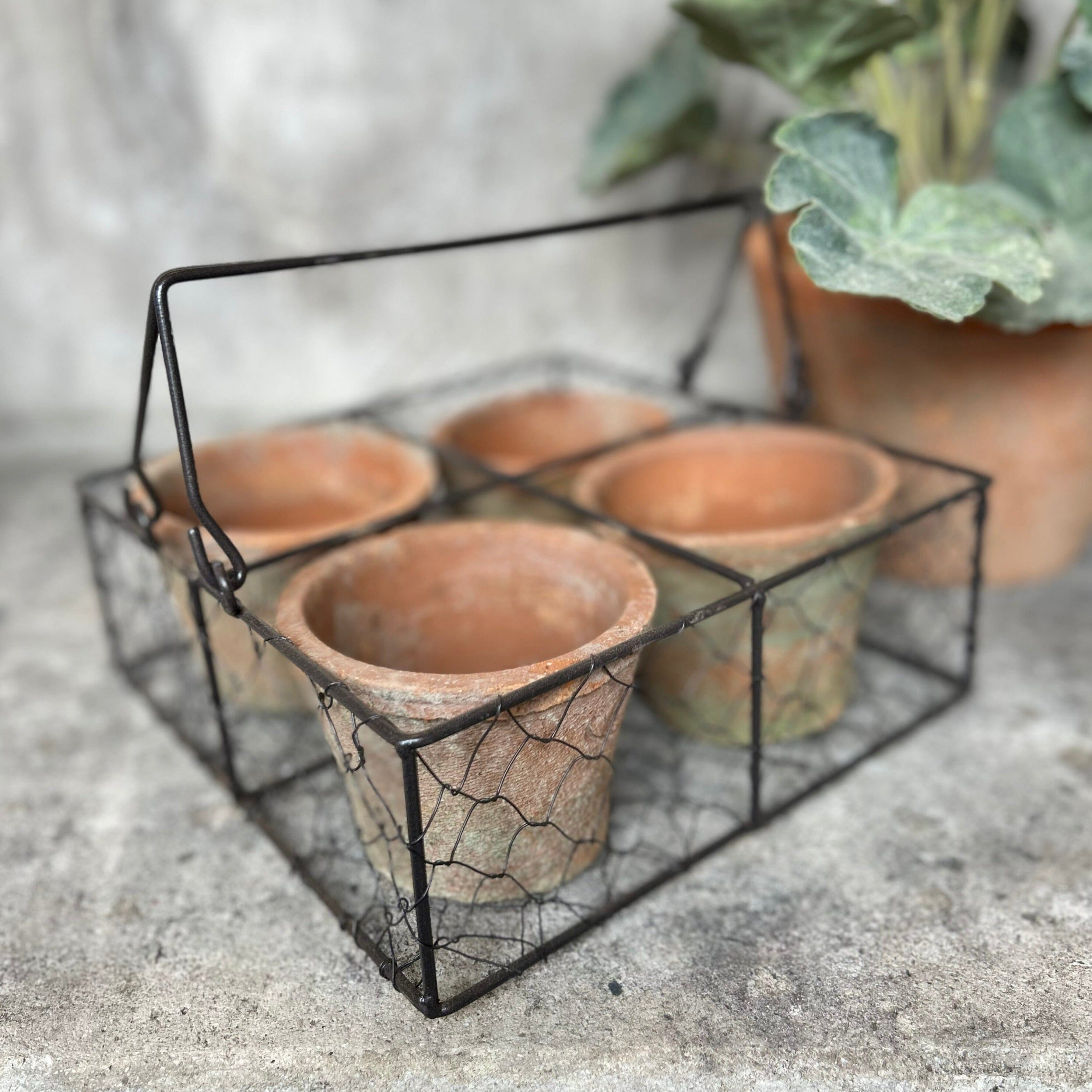 Aged Terracotta Pots In Wire Basket Terracotta Pots Henderson's 