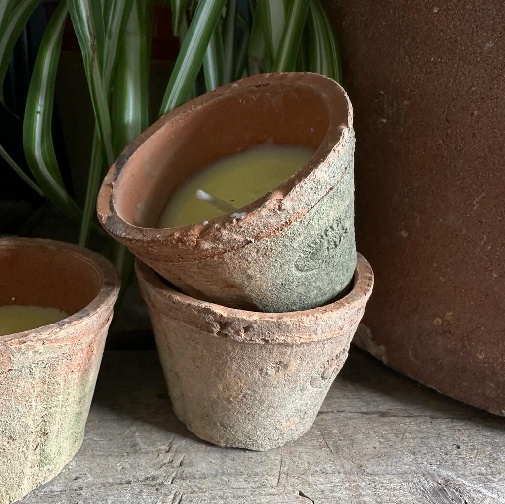 Citronella Candle In Terracotta Pot Citronella candle Henderson's