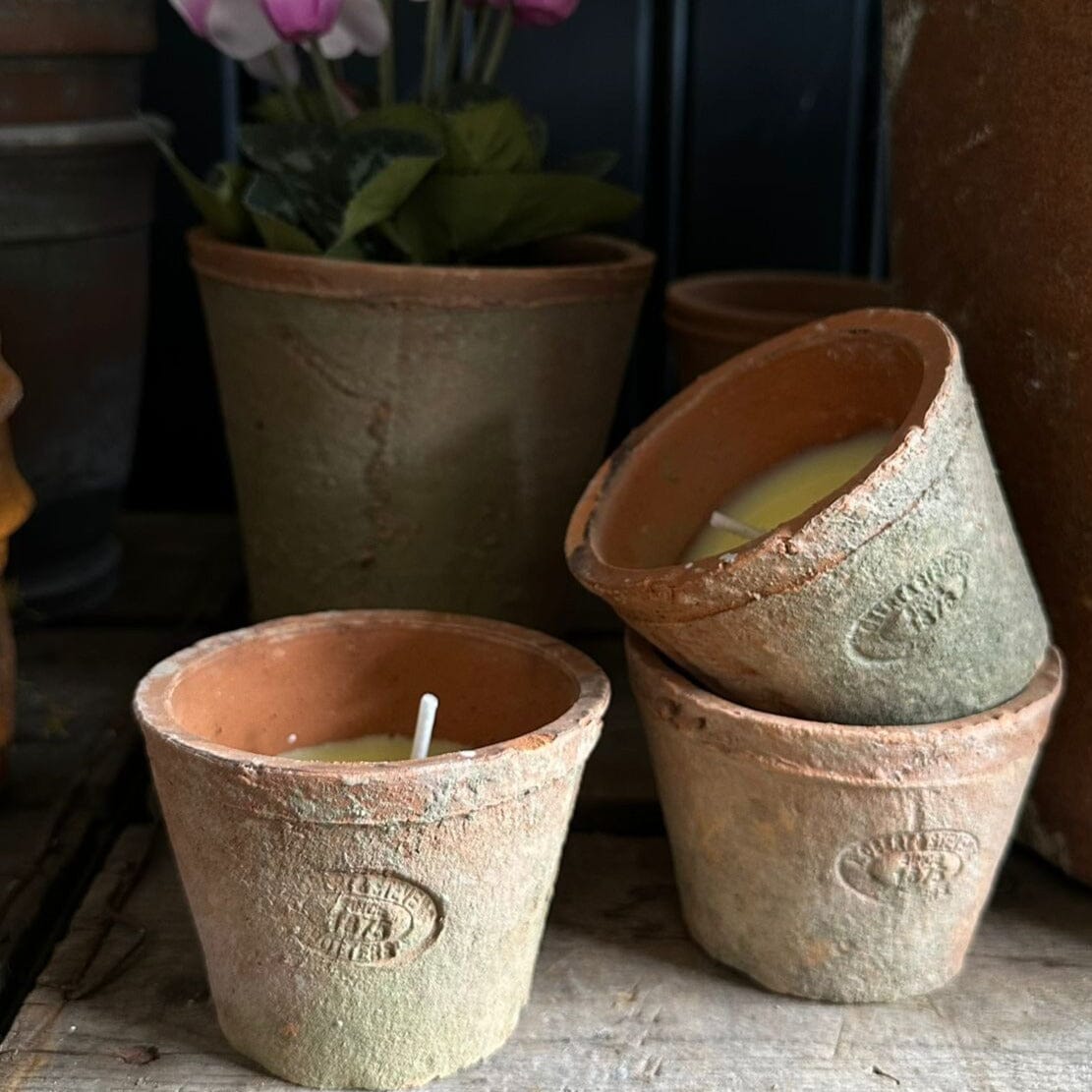 Citronella Candle In Terracotta Pot Citronella candle Henderson's