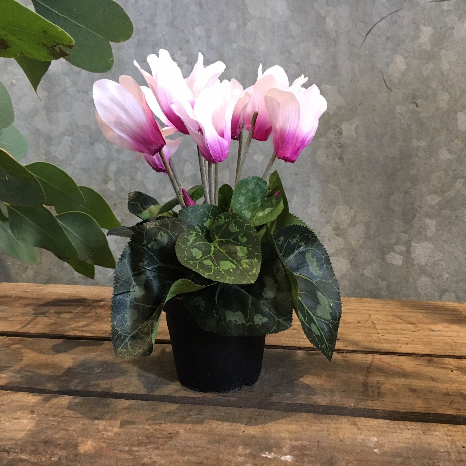 Cyclamen Plant Faux Plant Henderson's pink 