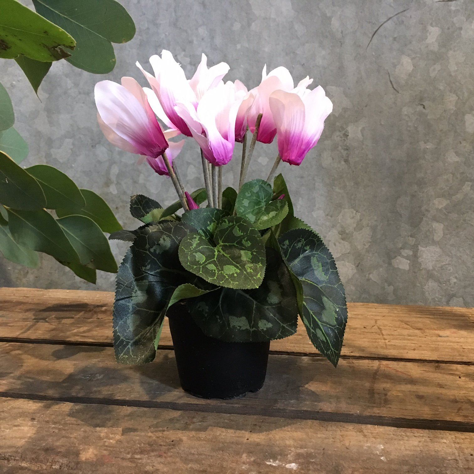 Cyclamen Plant Faux Plant Henderson's pink