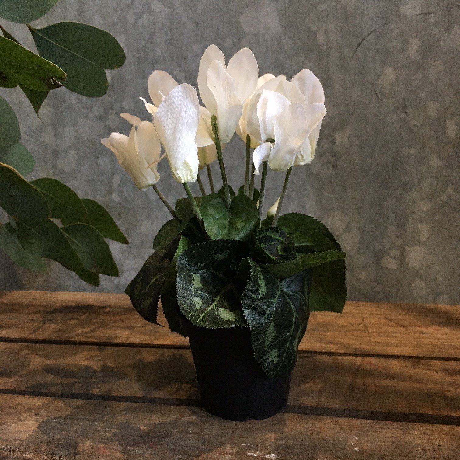 Cyclamen Plant Faux Plant Henderson's white  faux botanical plant