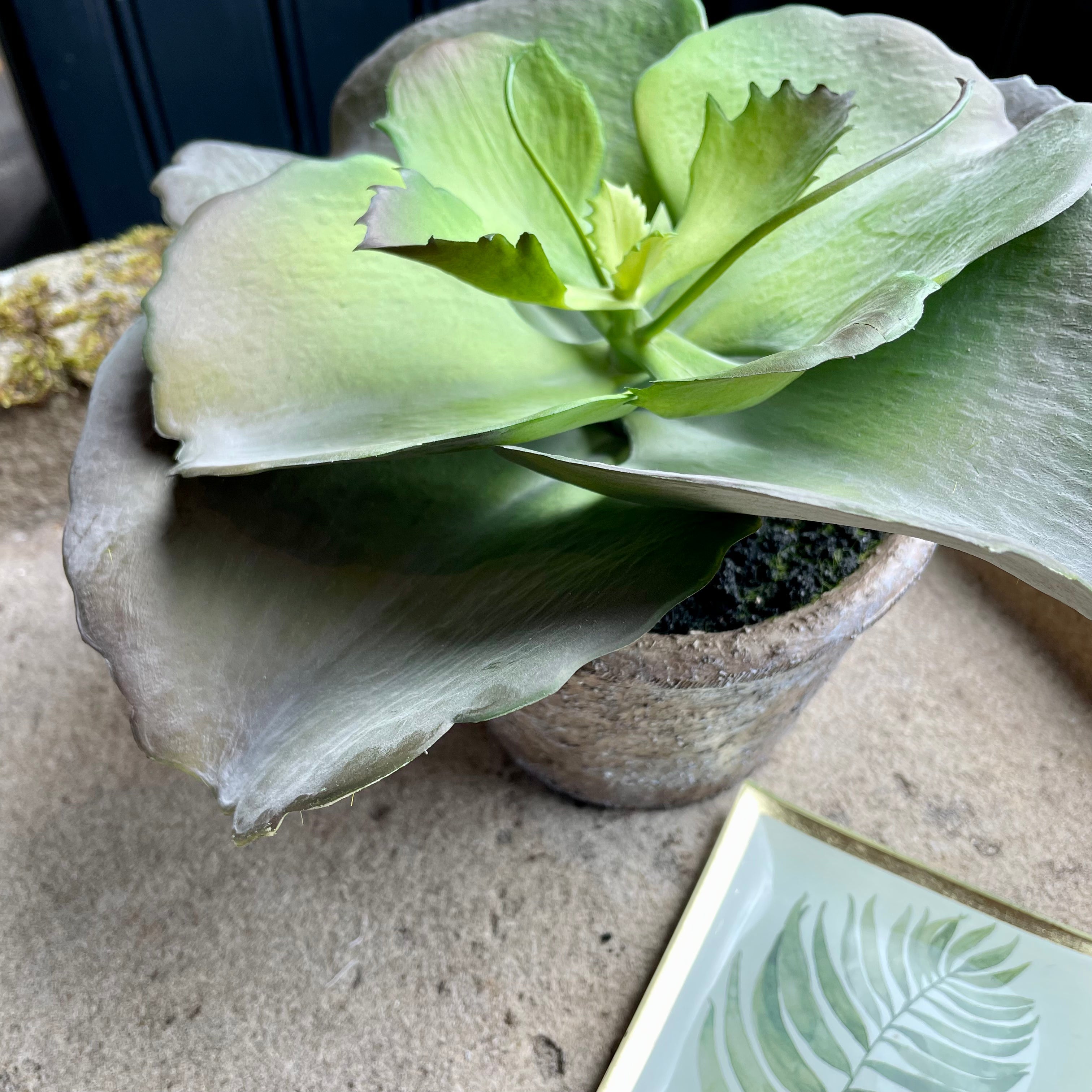 Faux Echeveria Crinoline Plant