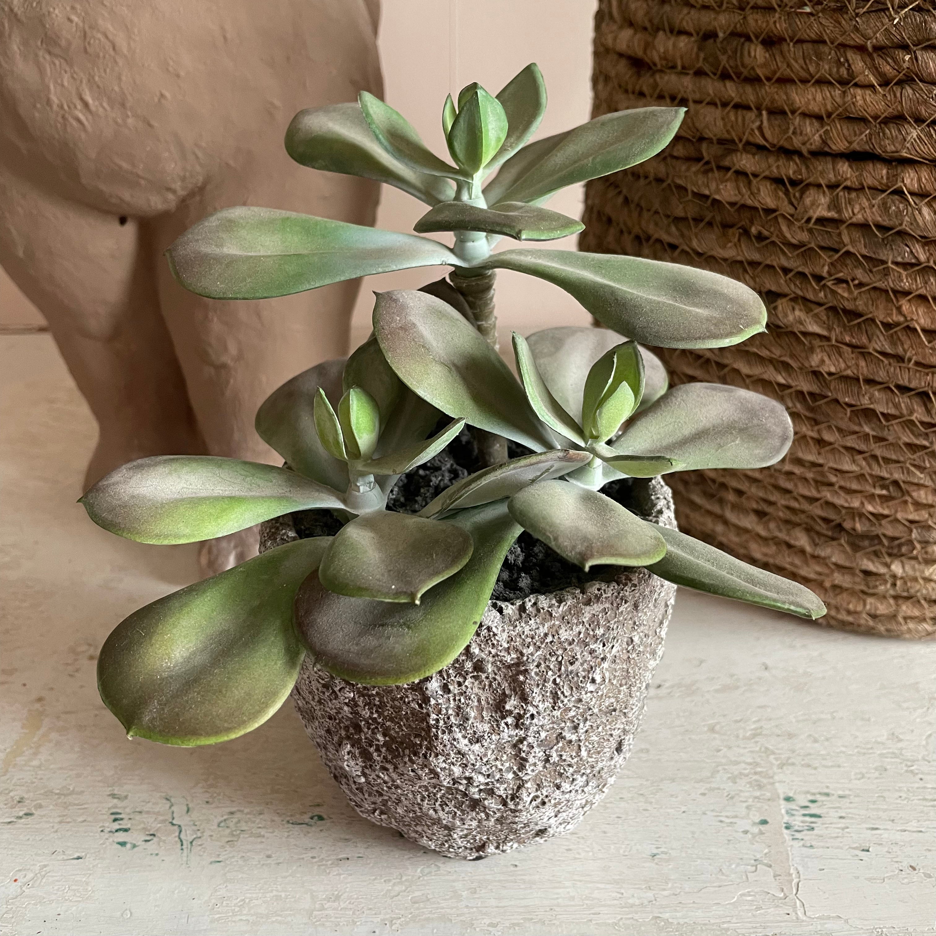Faux Echeveria Plant Henderson's