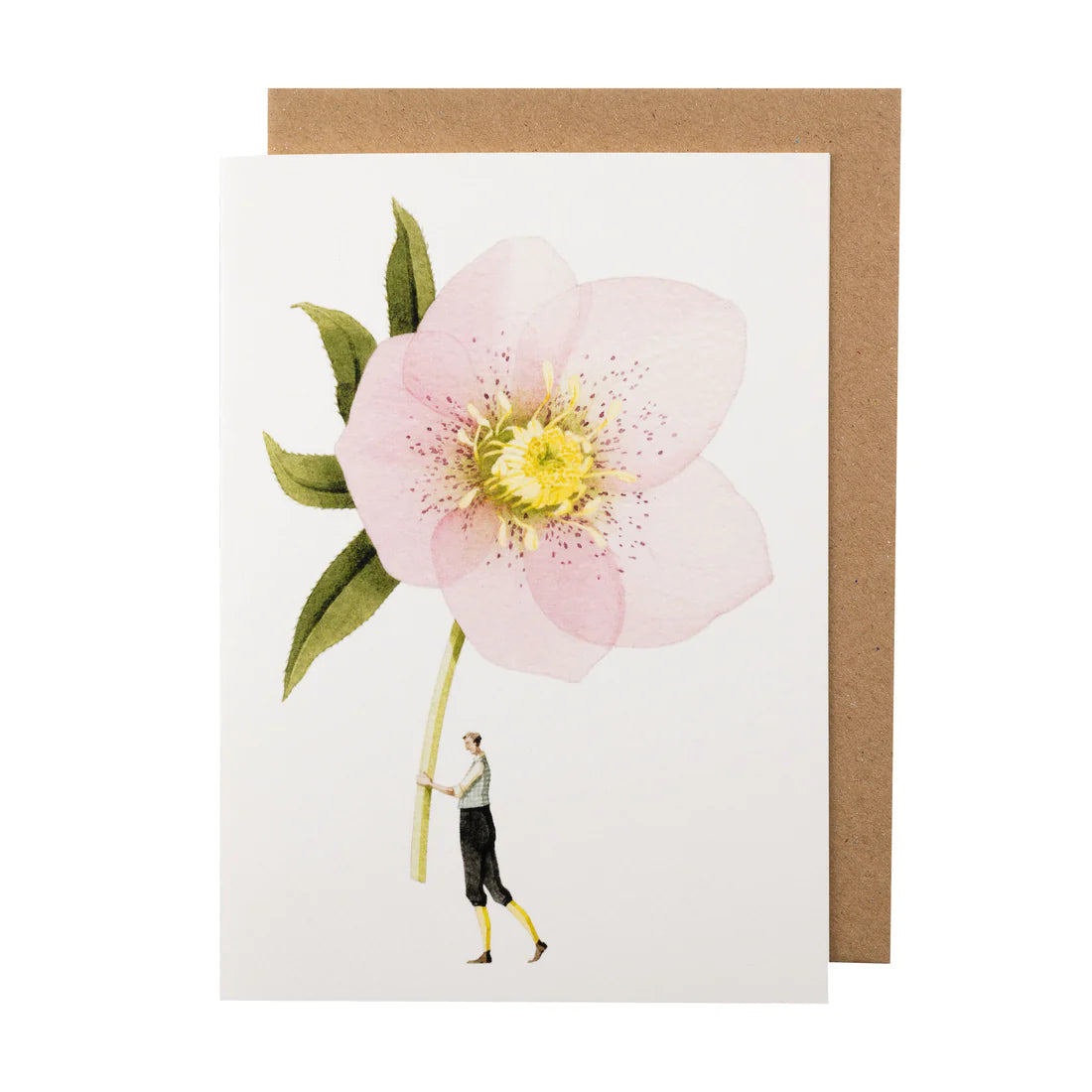 Greetings Cards By Laura Stoddart Greetings card Henderson's Pink Hellebore