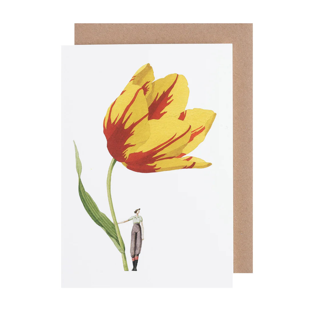 Greetings Cards By Laura Stoddart Greetings card Henderson's Tulip