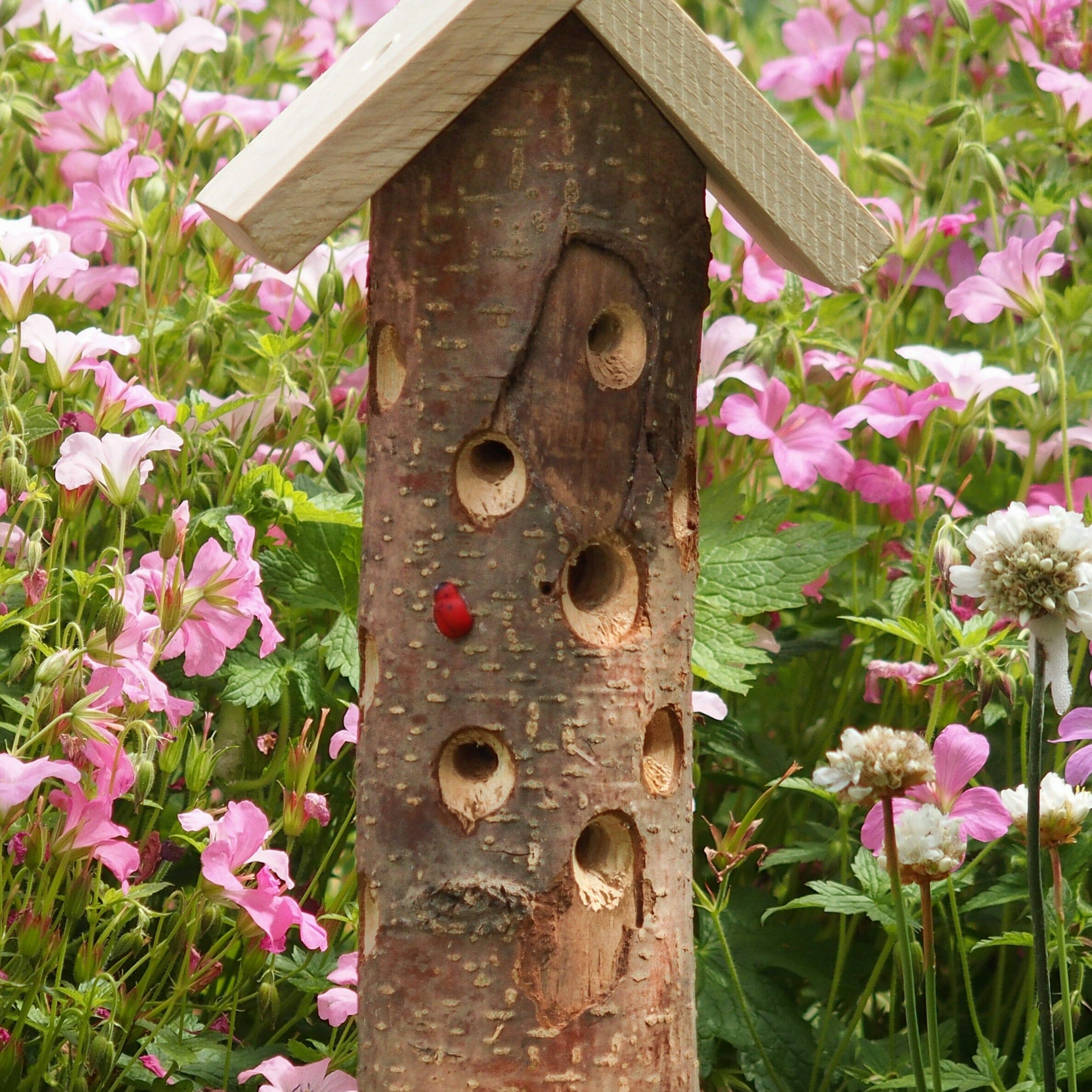 Ladybird Tower Ladybird Tower Henderson's 