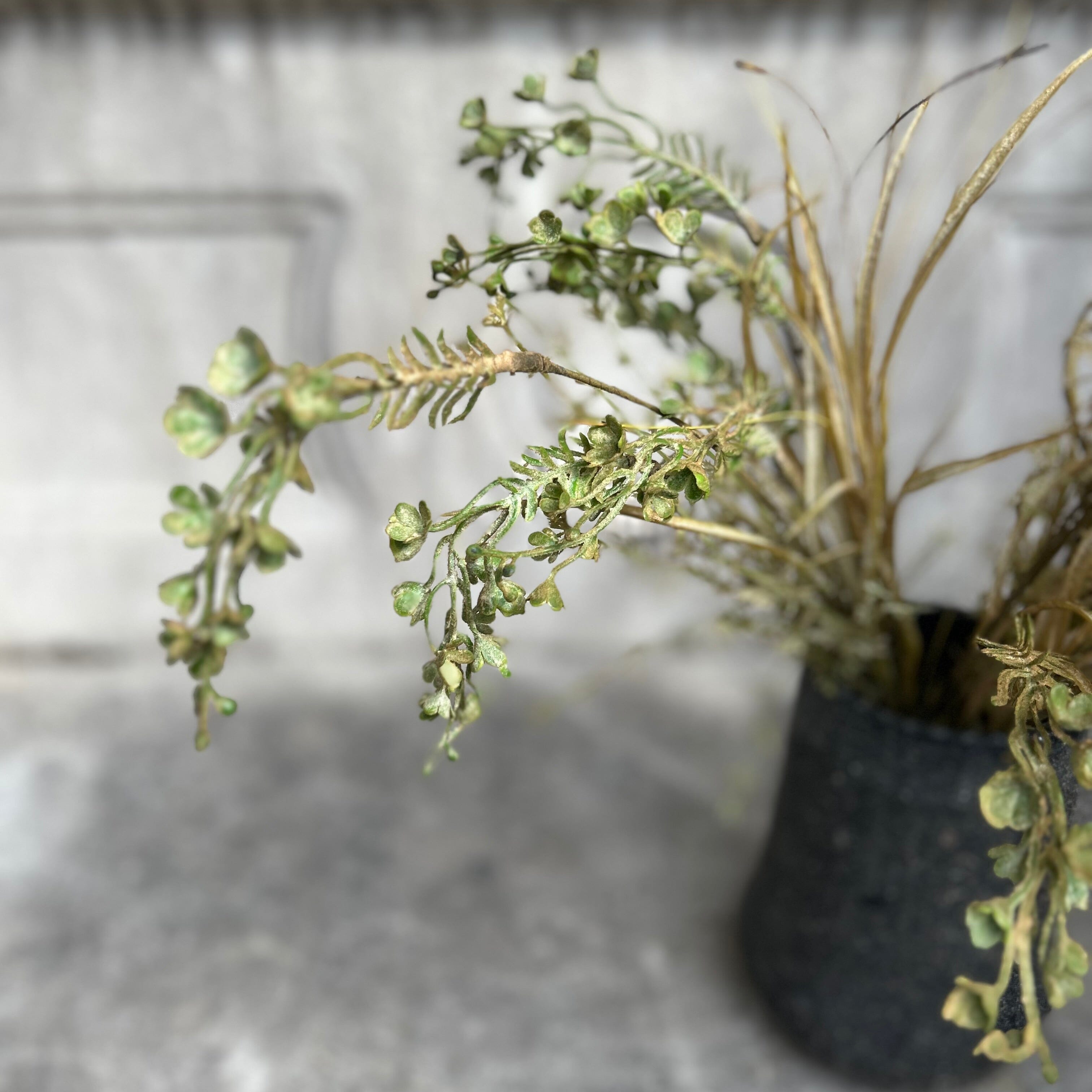 Meadow Buck Grass Faux Botanicals Henderson's 