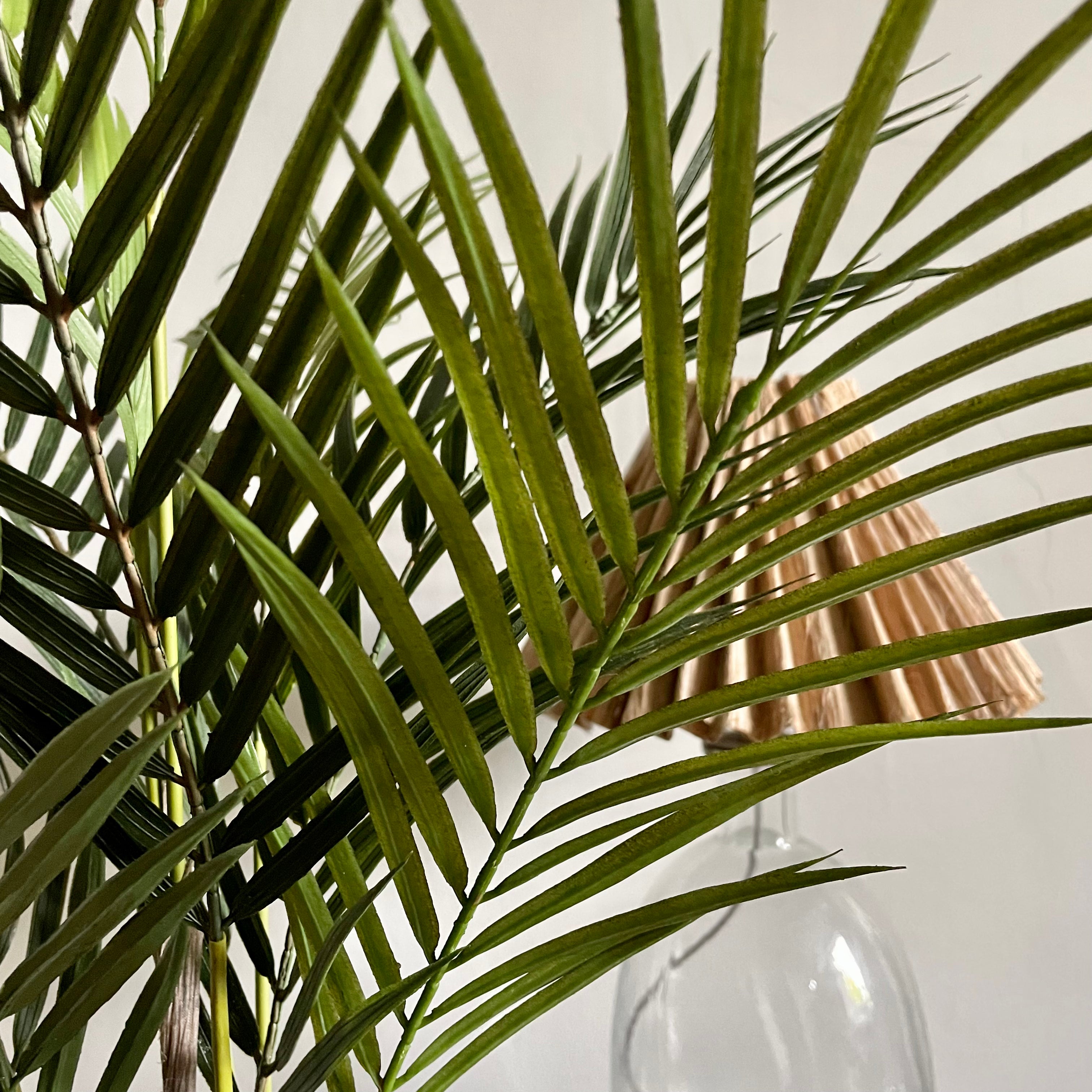 Parlour Palm in Pot Henderson's 