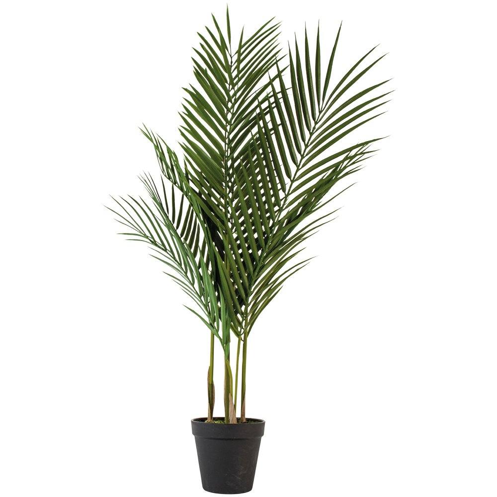 Parlour Palm in Pot Henderson's 