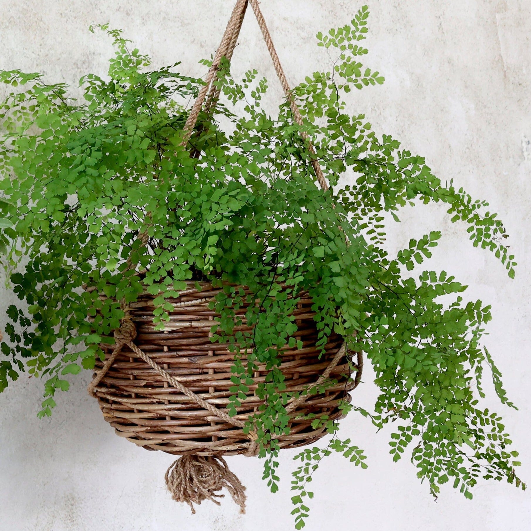 Rattan Hanging Basket Henderson's 