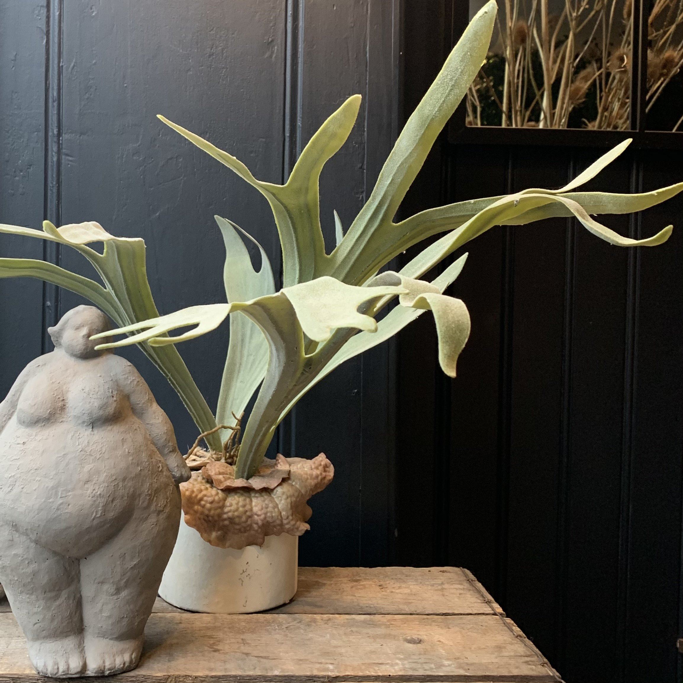 Staghorn Fern in Pot Faux Plant Henderson's
