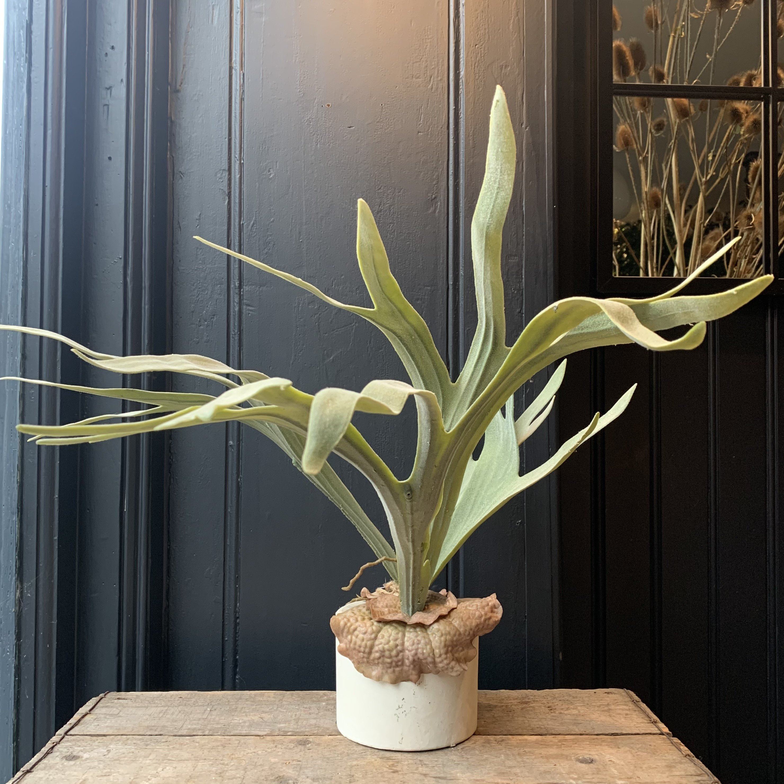 Staghorn Fern in Pot Faux Plant Henderson's