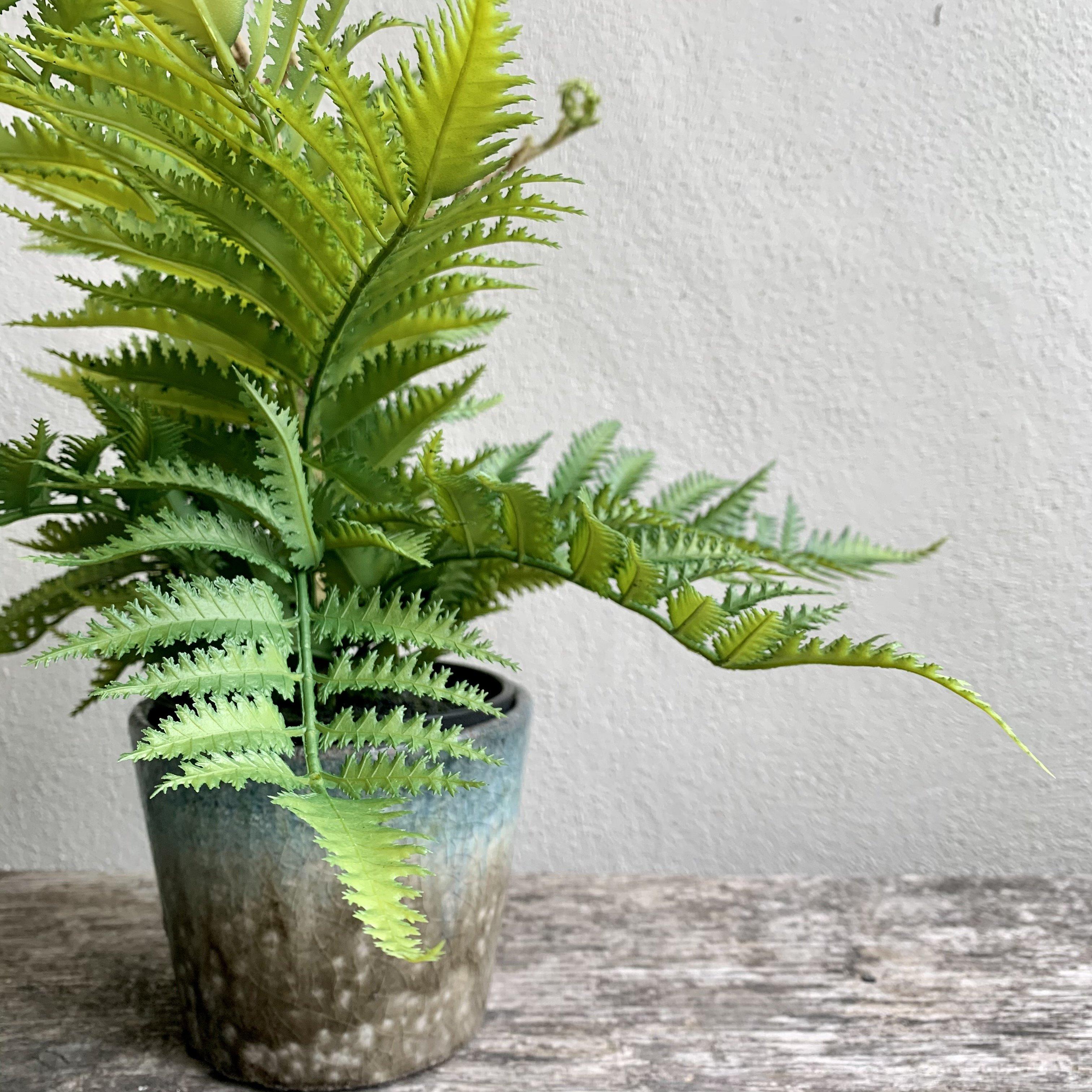 Unfurling Fern In Pot Faux Plant Henderson's 