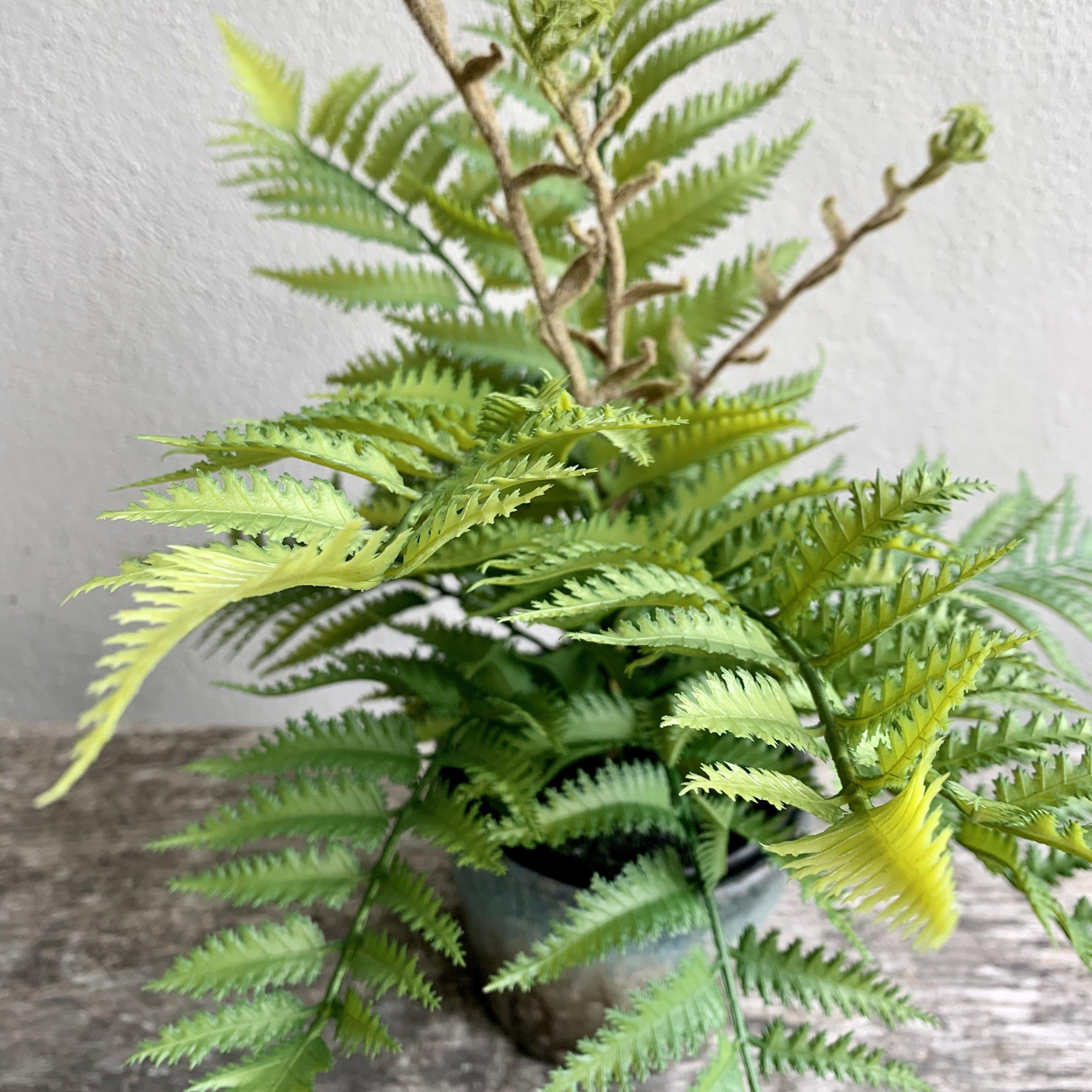 Unfurling Fern In Pot Faux Plant Henderson's 