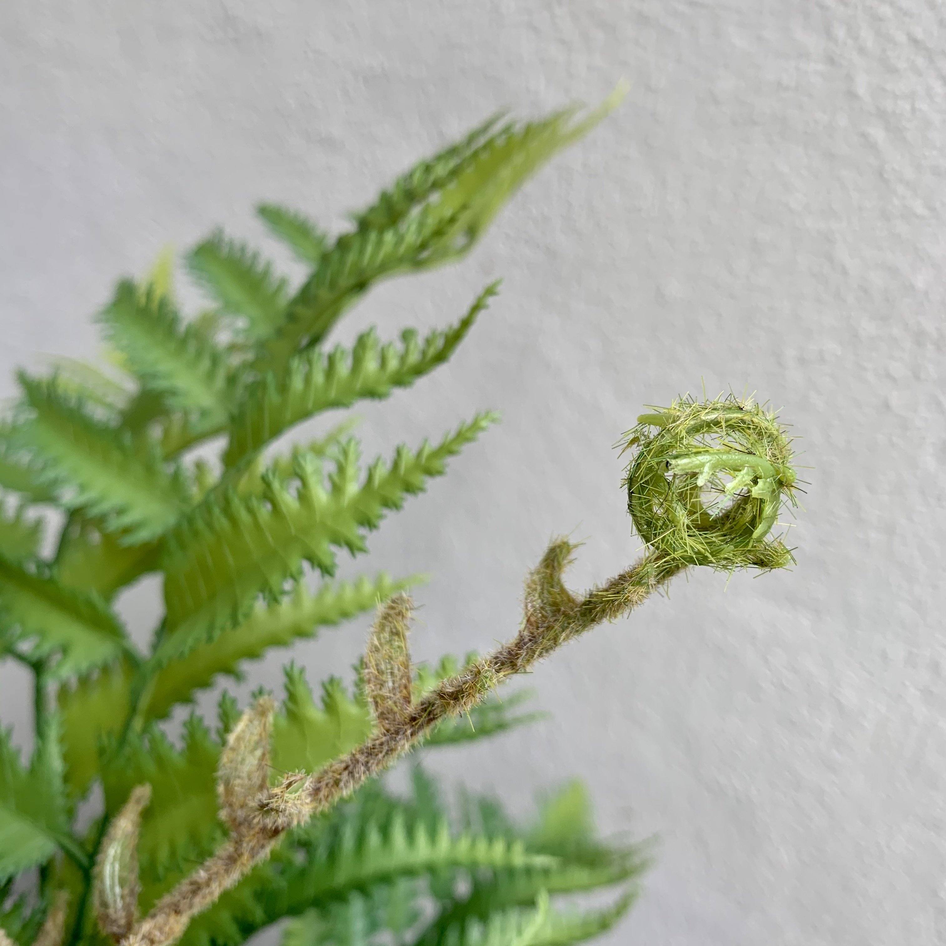 Unfurling Fern In Pot Faux Plant Henderson's