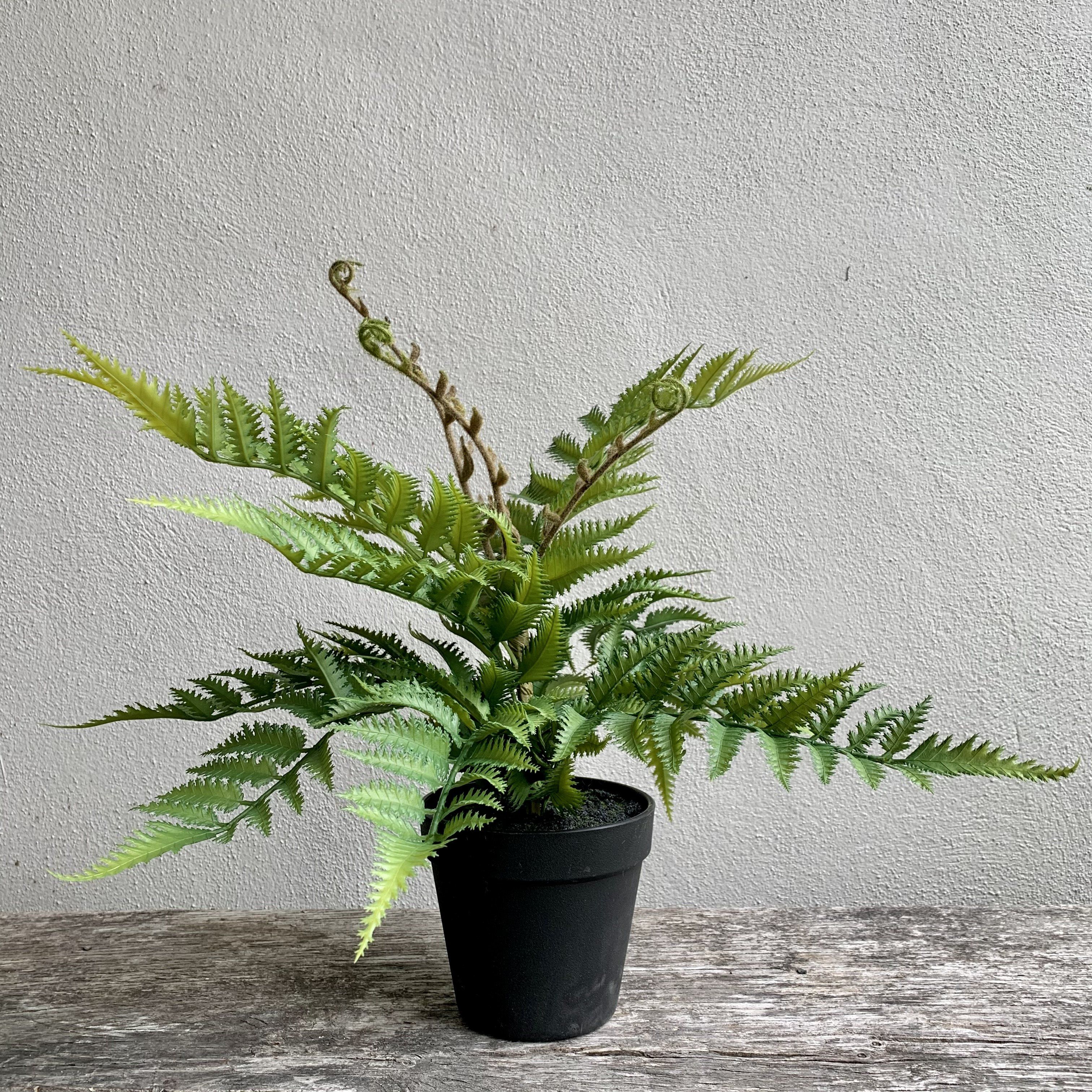 Unfurling Fern In Pot Faux Plant Henderson's 