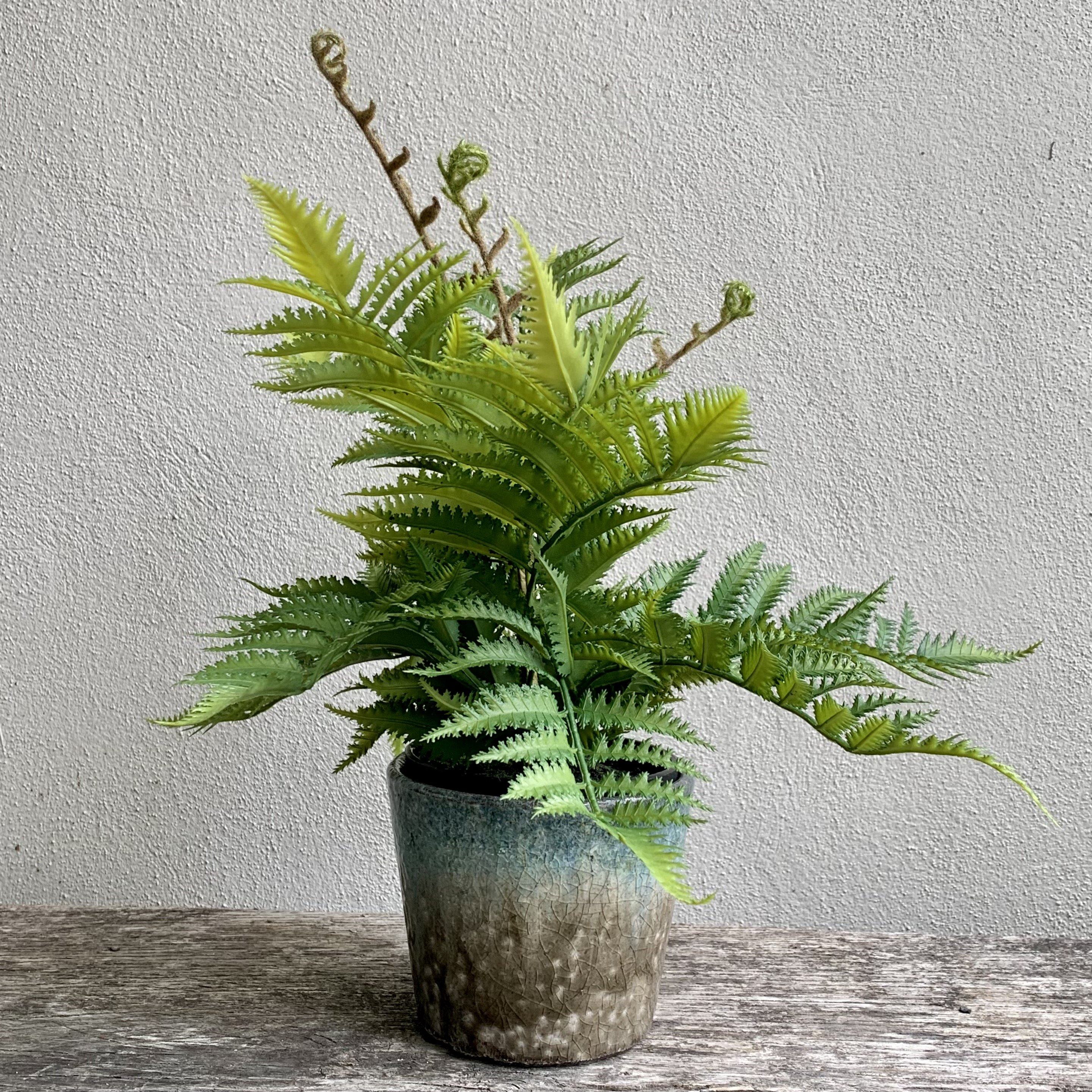 Unfurling Fern In Pot Faux Plant Henderson's