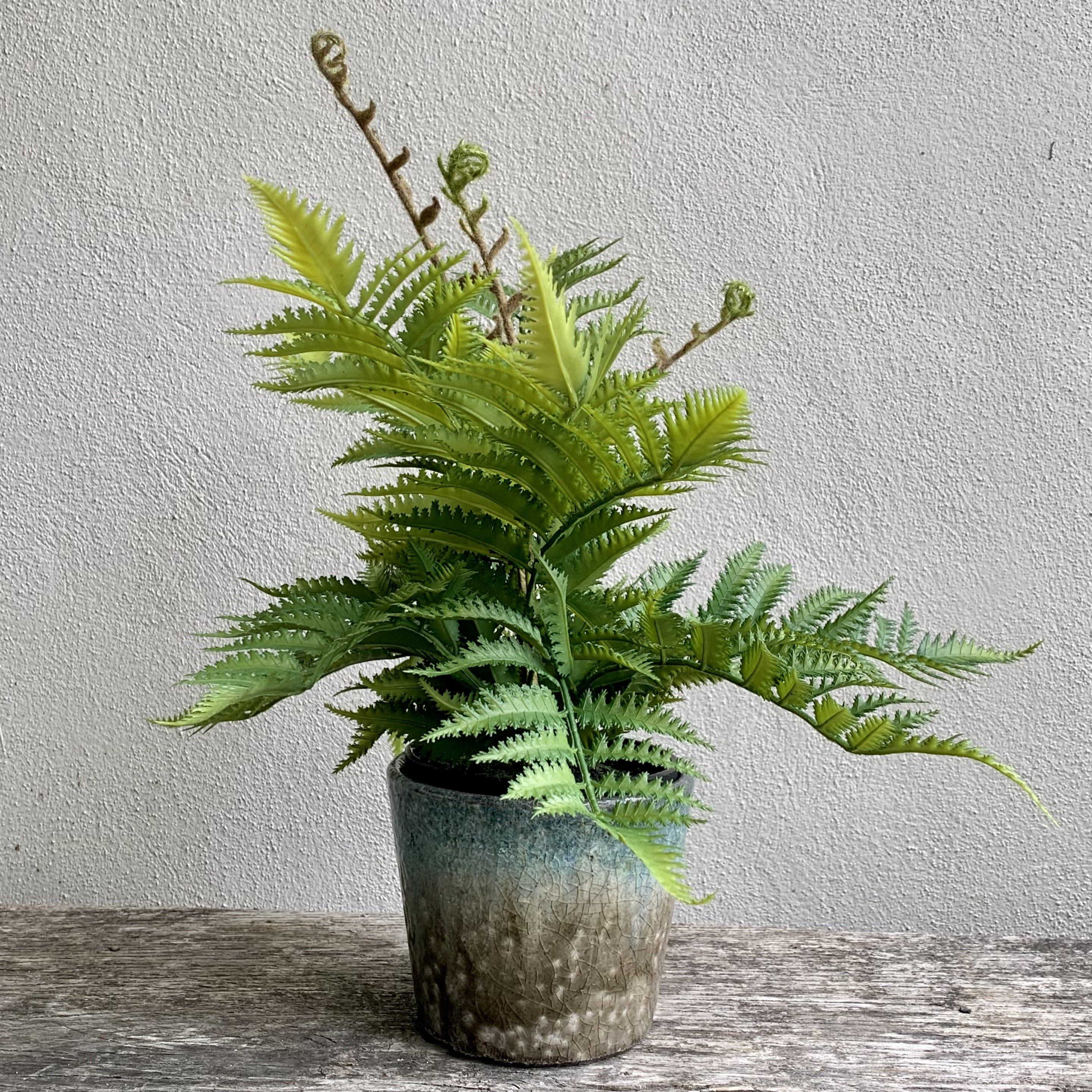 Unfurling Fern In Pot Faux Plant Henderson's 