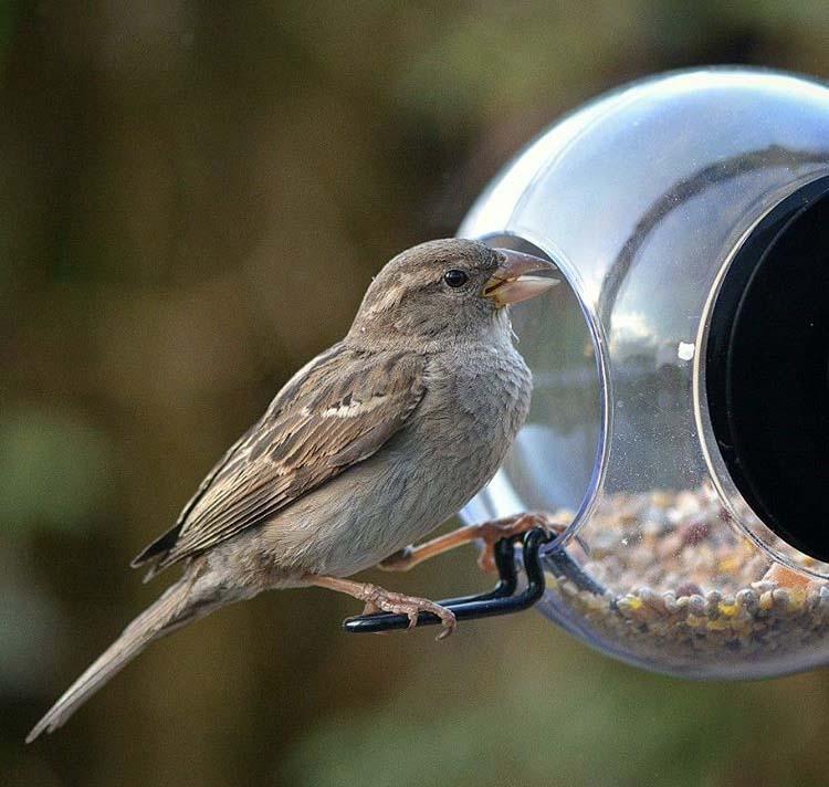 Window Bird Feeder Bird Feeders Henderson's